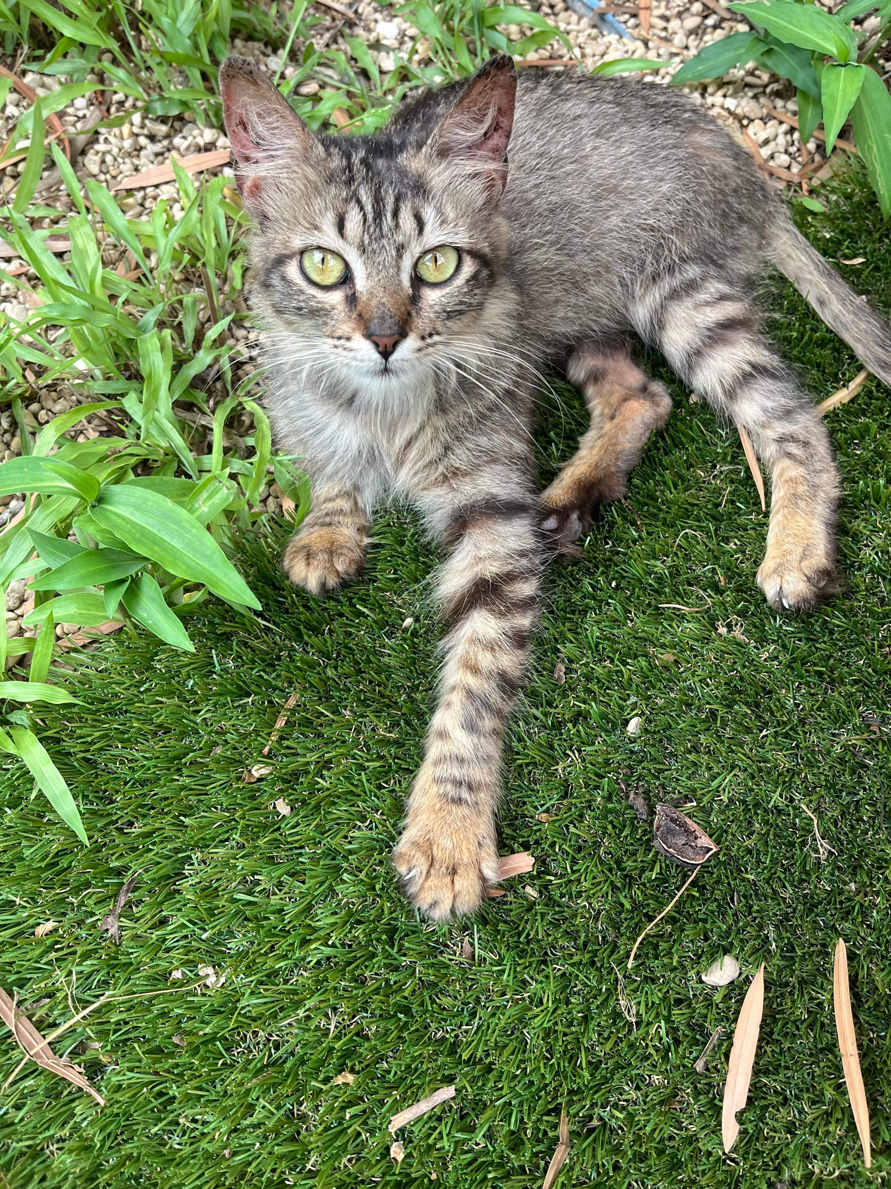 Penelope, Adoptable, Young Female Domestic Medium Hair.