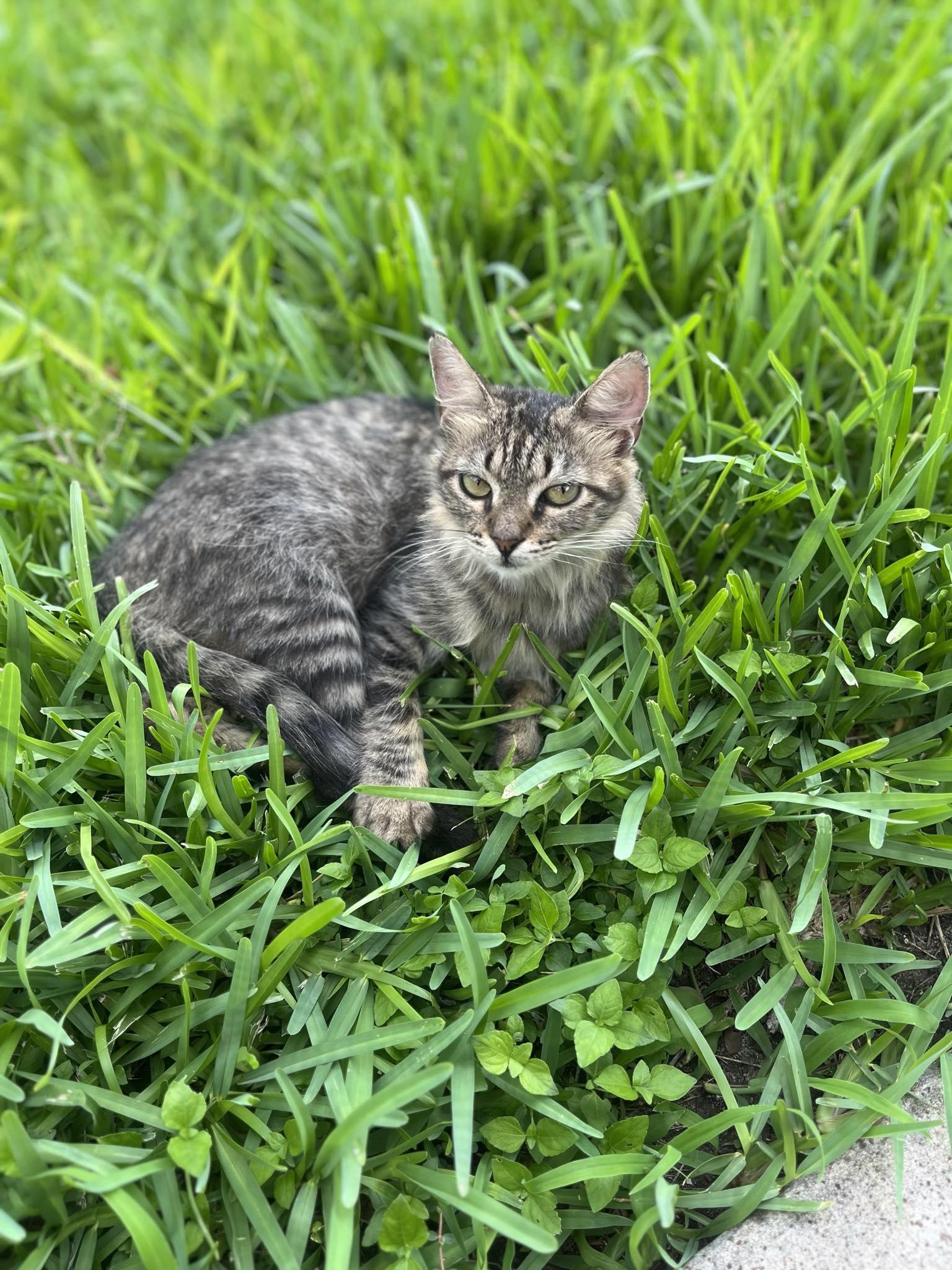 Enlarge Penelope, a Adoptable mixed breed in Arlington, TX image 2/2