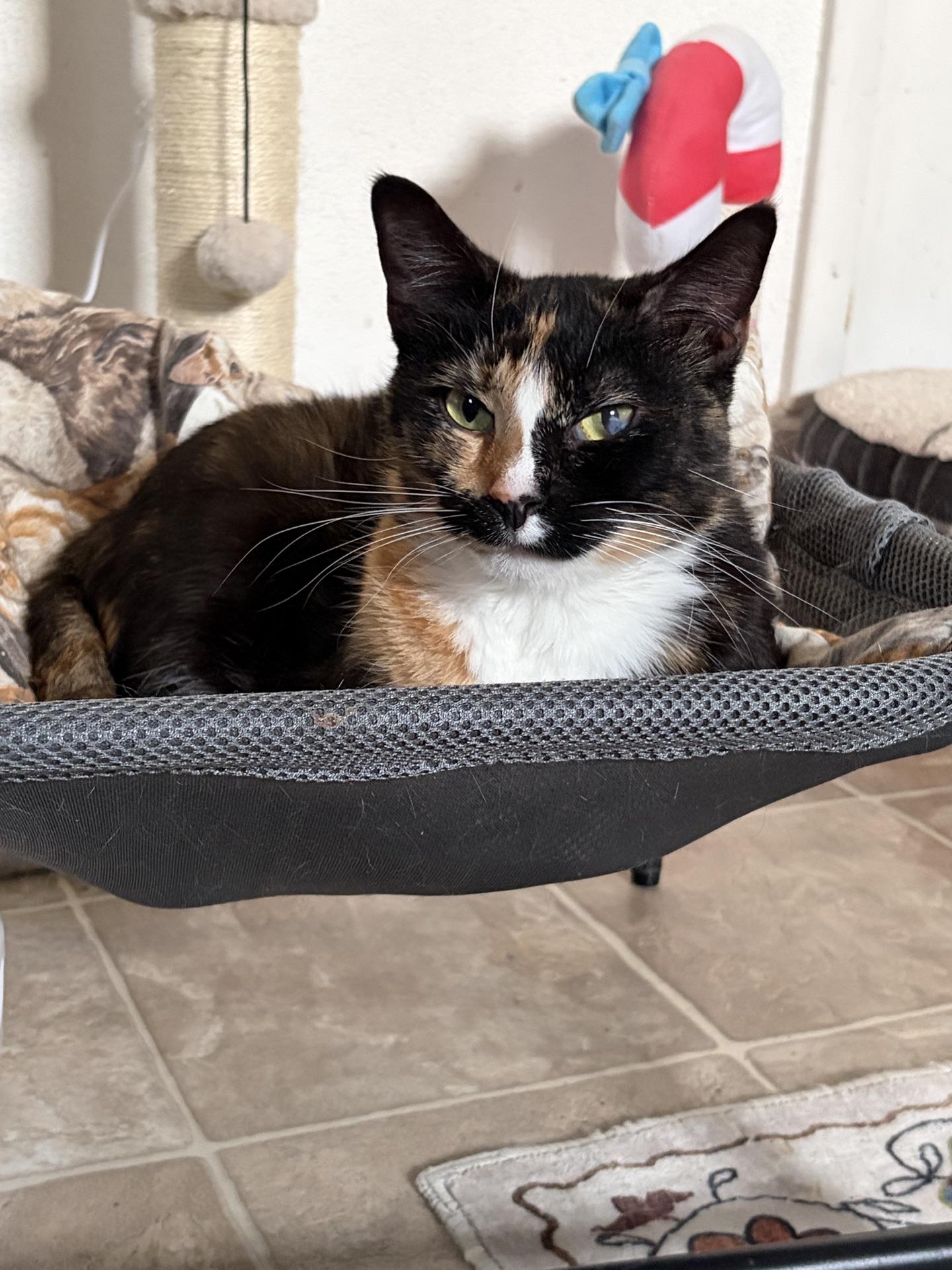 Enlarge Harley, a ADOPTABLE Calico in Greensburg, PA image 1/5