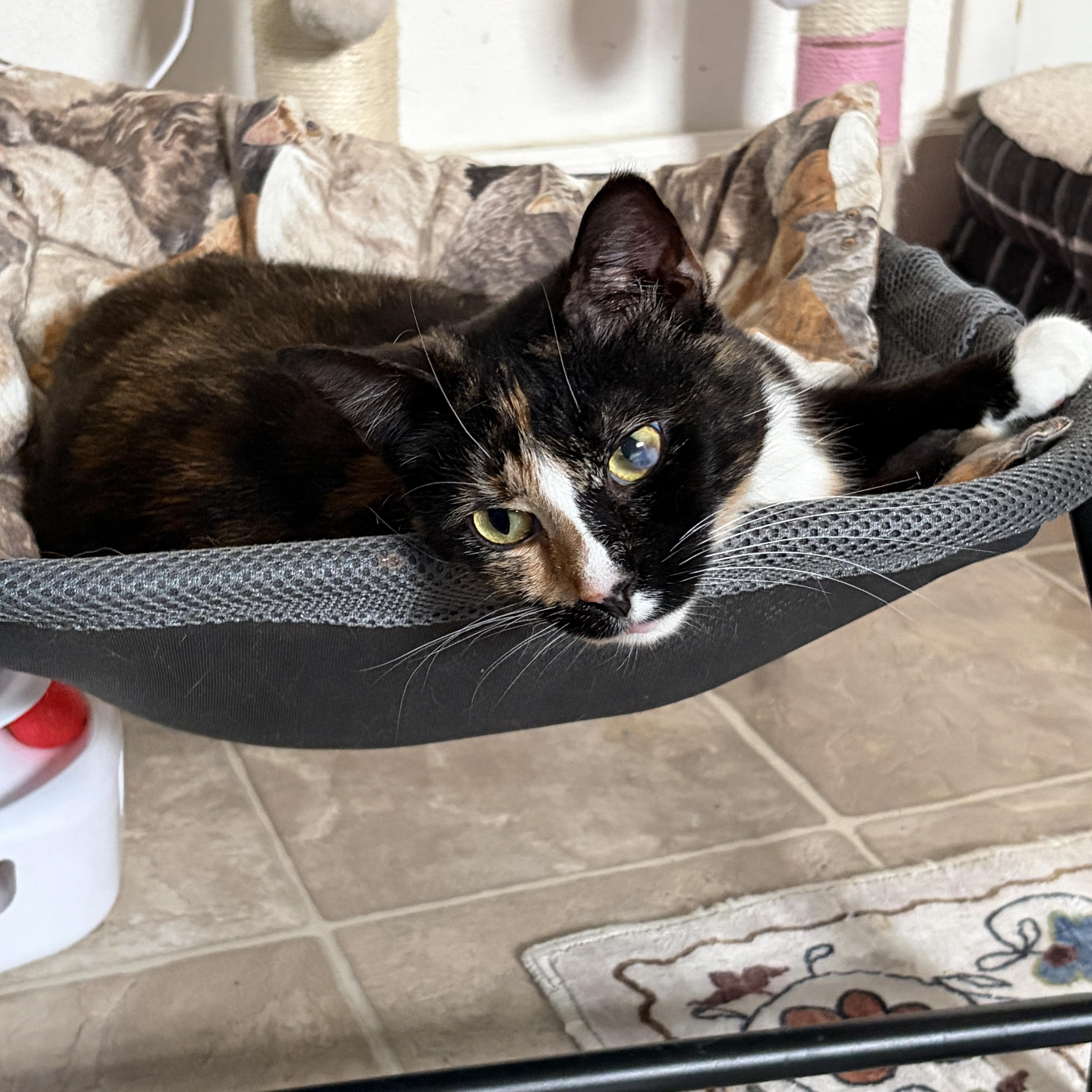 Enlarge Harley, a ADOPTABLE Calico in Greensburg, PA image 3/5