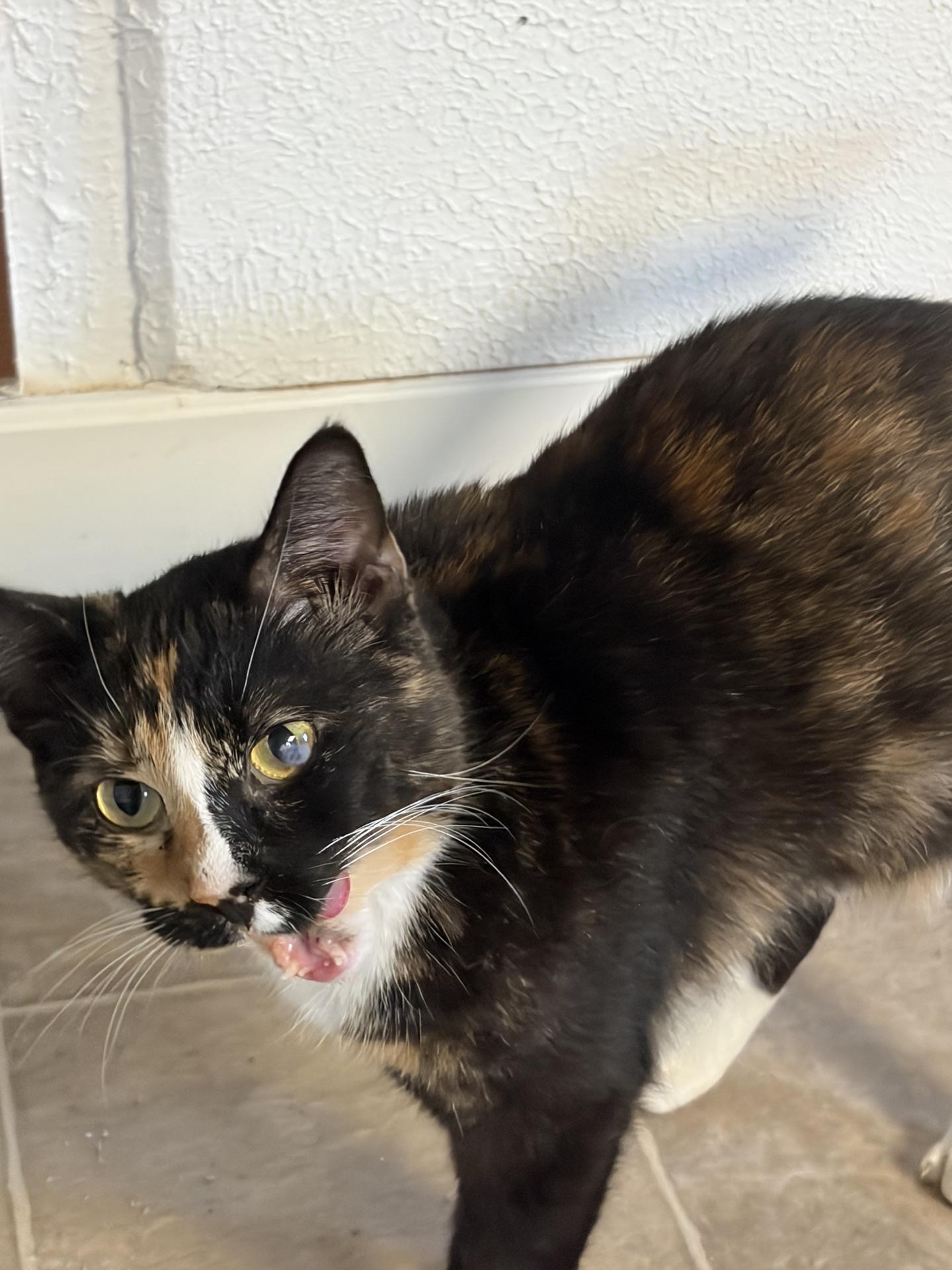 Enlarge Harley, a ADOPTABLE Calico in Greensburg, PA image 5/5