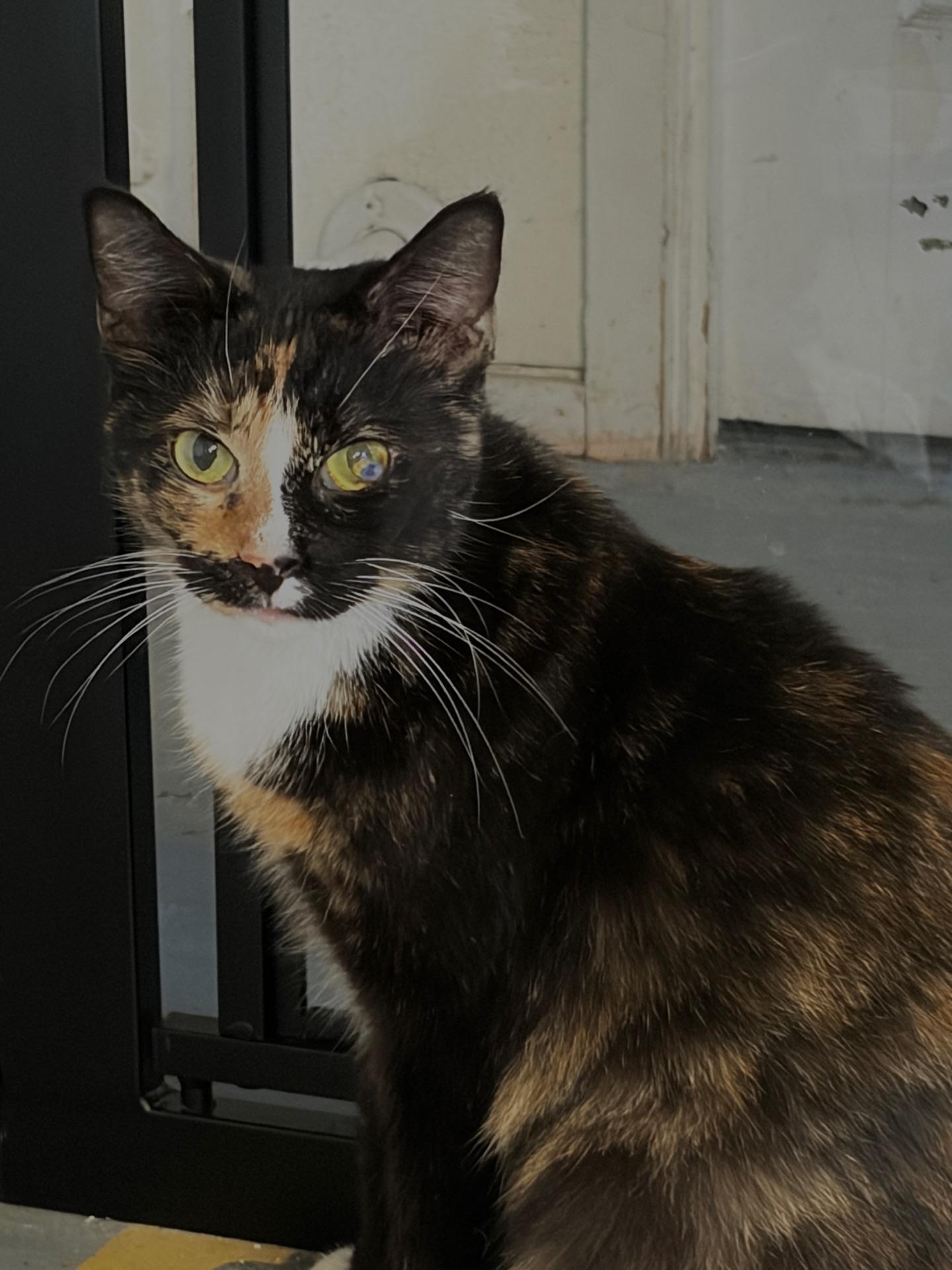 Enlarge Harley, a ADOPTABLE Calico in Greensburg, PA image 2/5