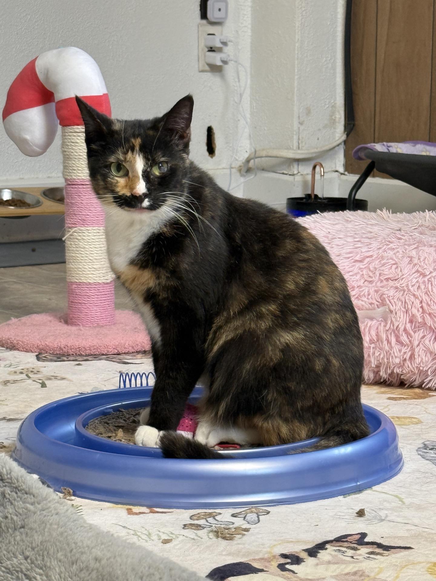 Enlarge Harley, a ADOPTABLE Calico in Greensburg, PA image 4/5