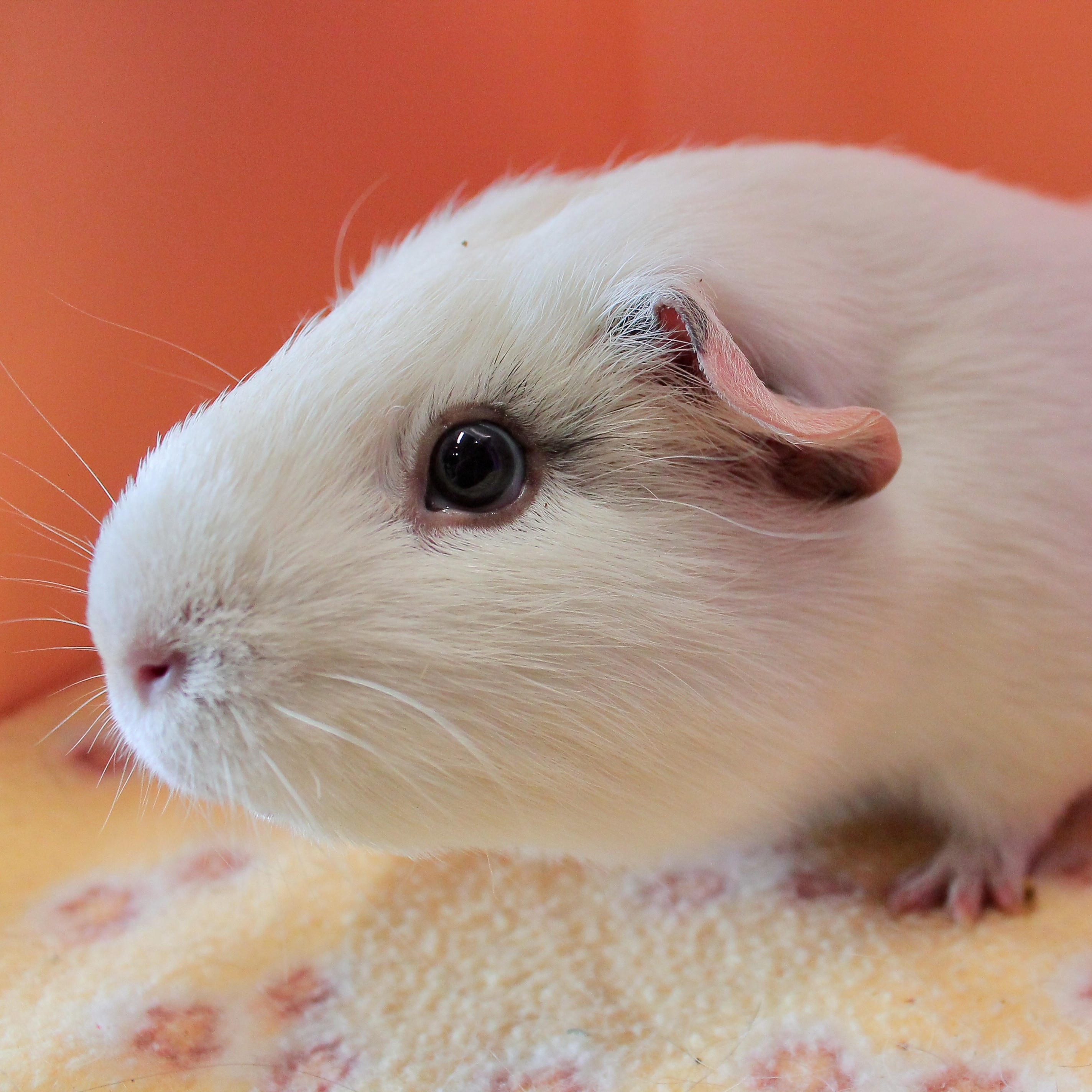 Cocoa, Adult Female unknown