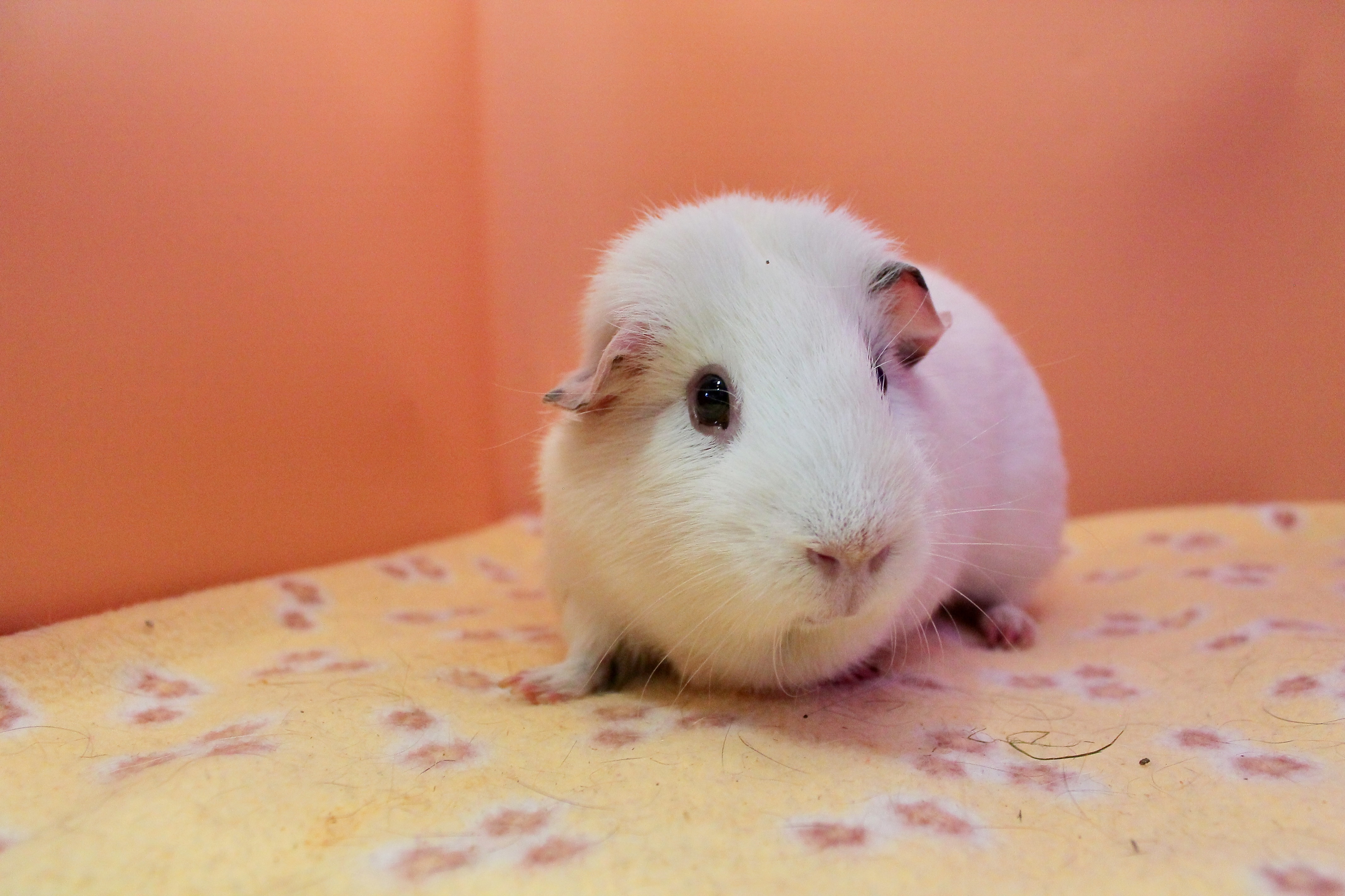 Cocoa photo 2