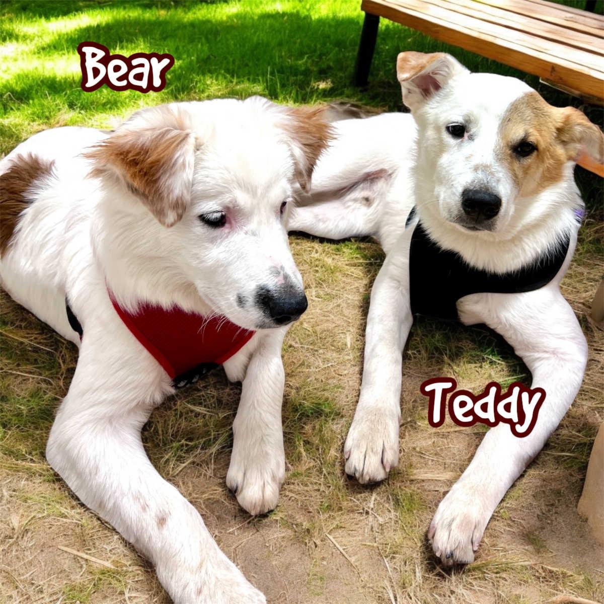 Enlarge Bear, a ADOPTABLE mixed breed in Granbury, TX image 1/3