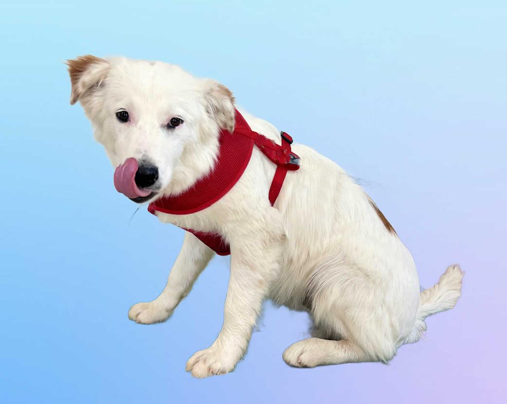 Enlarge Bear, a ADOPTABLE mixed breed in Granbury, TX image 2/3