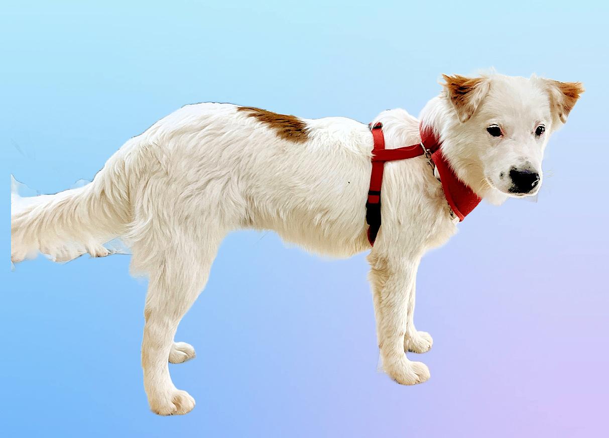 Enlarge Bear, a ADOPTABLE mixed breed in Granbury, TX image 3/3