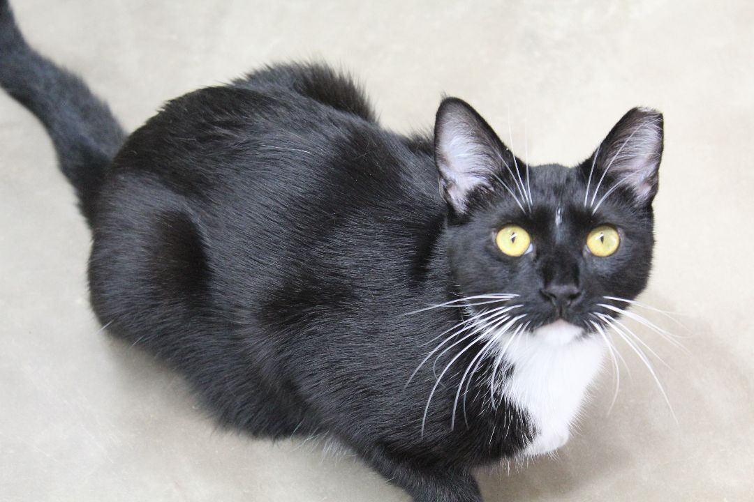 Theo-SPONSORED ADOPTION-FREE WITH APPROVED APPLICATION, a Adoptable mixed breed in Hayward, WI image 1/2