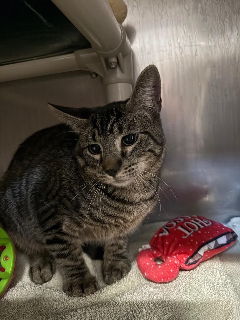 Enlarge Barn Cat Geo, a Adoptable mixed breed in Gillette, WY image 1/1
