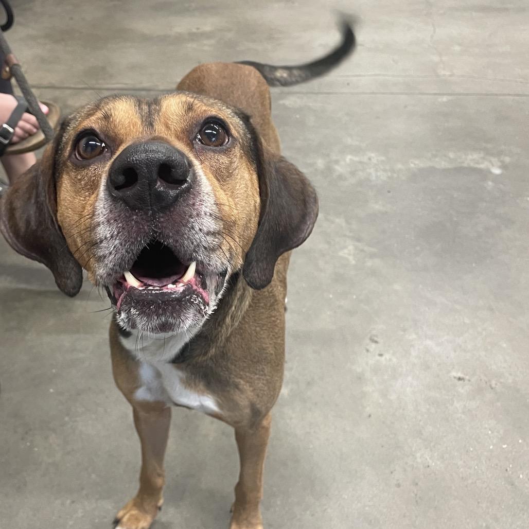 Derek, Adoptable, Adult Male Hound & Mixed Breed.