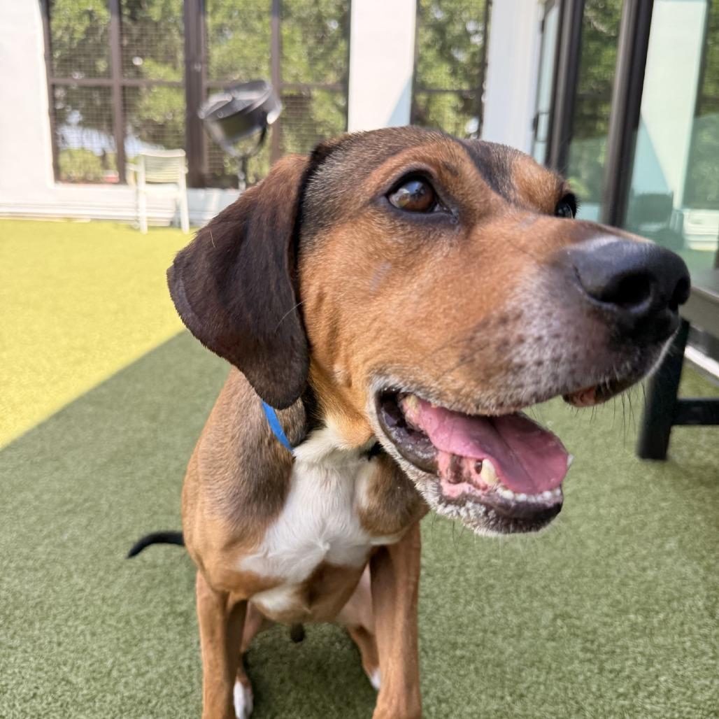 Enlarge Derek, a Adoptable mixed breed in Tampa, FL image 2/4