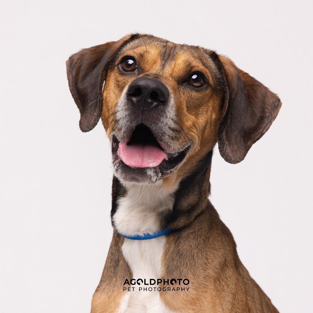 Enlarge Derek, a Adoptable mixed breed in Tampa, FL image 3/4