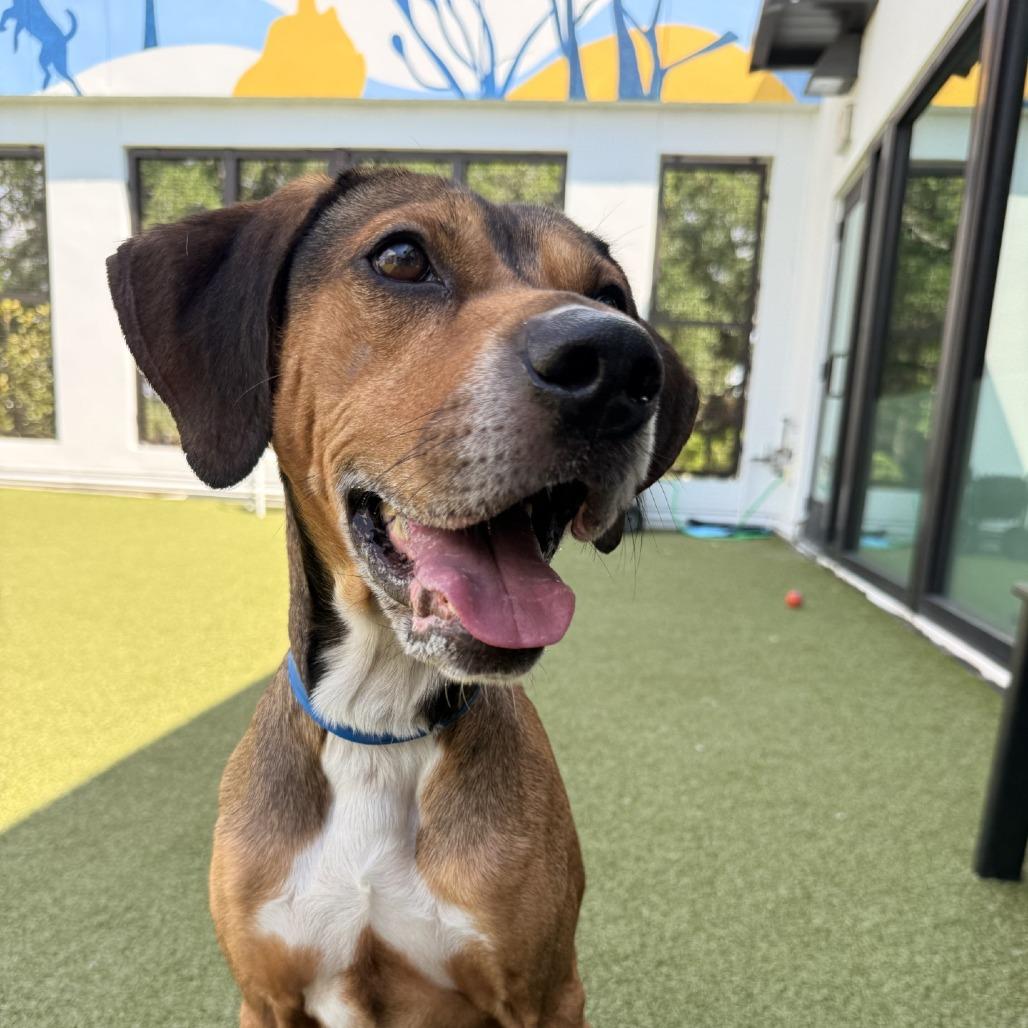 Enlarge Derek, a Adoptable mixed breed in Tampa, FL image 4/4