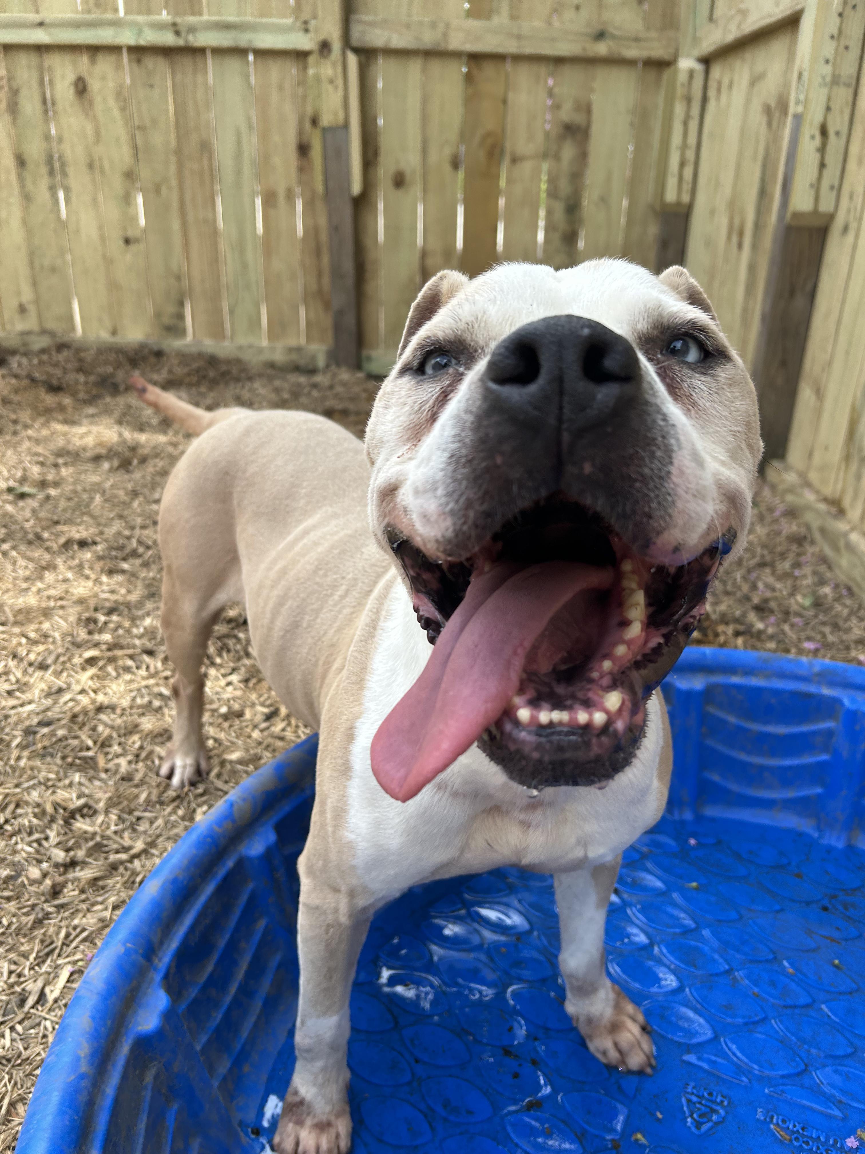 Enlarge Hobbes, a Adoptable mixed breed in Robbinsville, NJ image 2/5