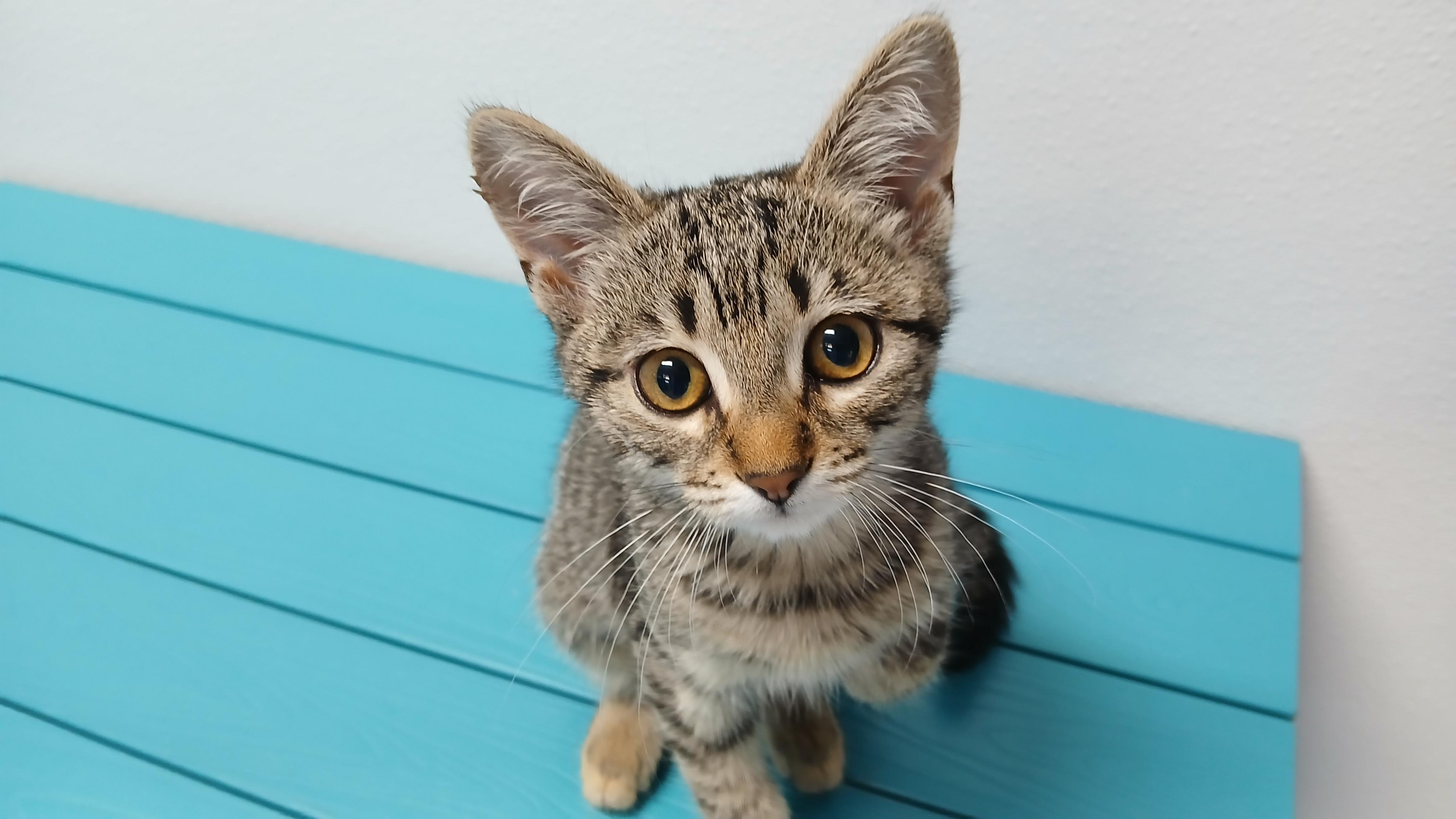 Estrella, Adoptable, Kitten Female Domestic Short Hair.