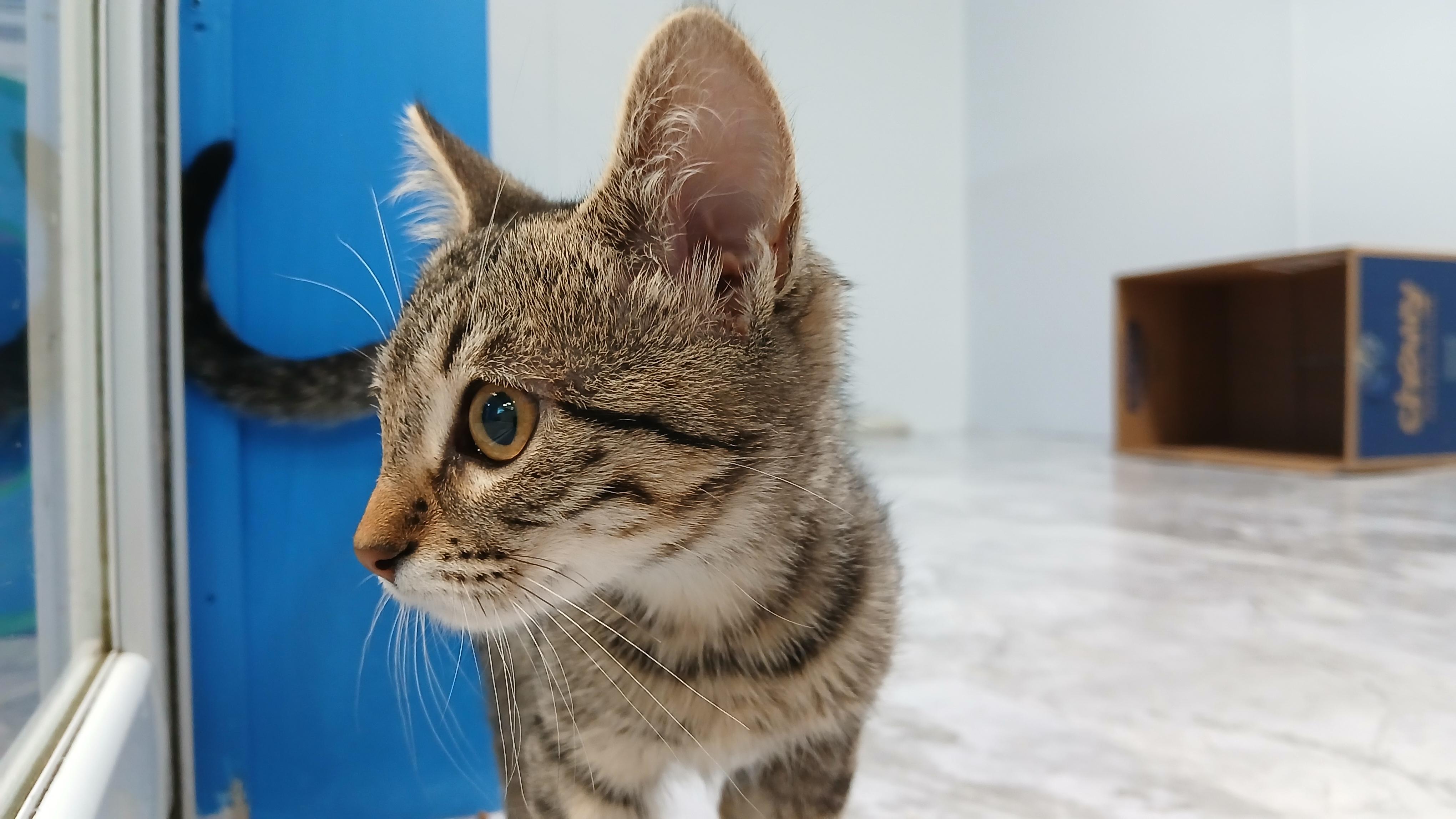 Enlarge Estrella, a Adoptable Domestic Short Hair in Cullowhee, NC image 3/6