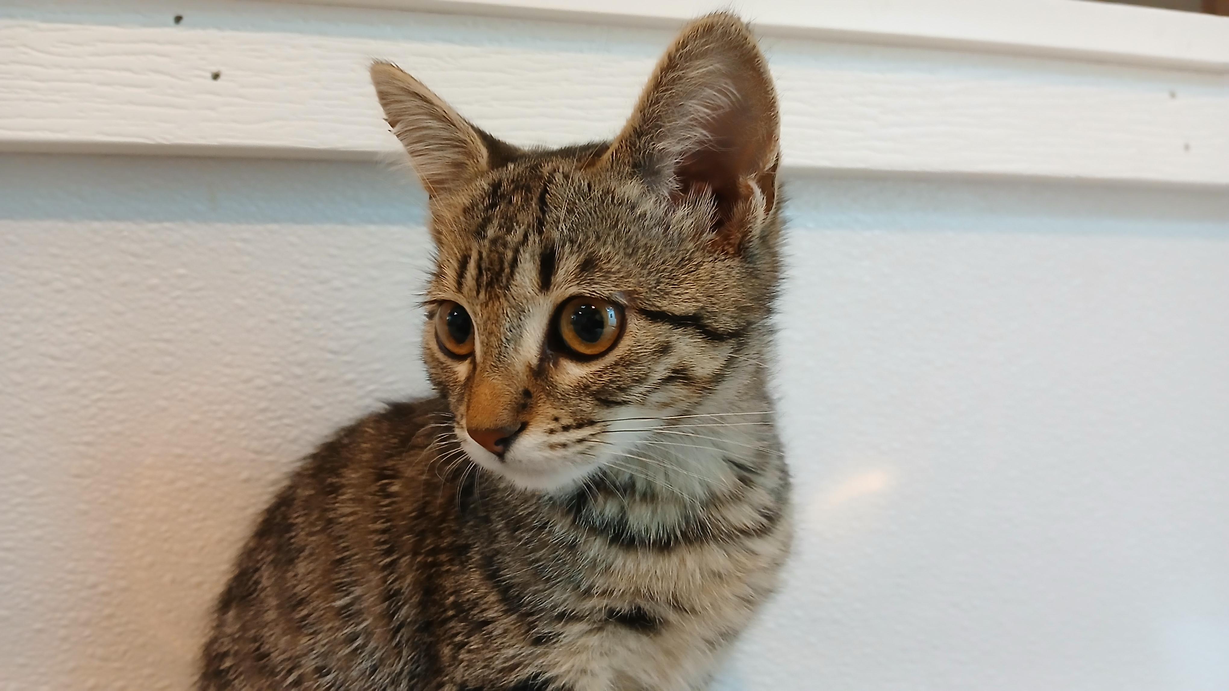 Enlarge Estrella, a Adoptable Domestic Short Hair in Cullowhee, NC image 5/6