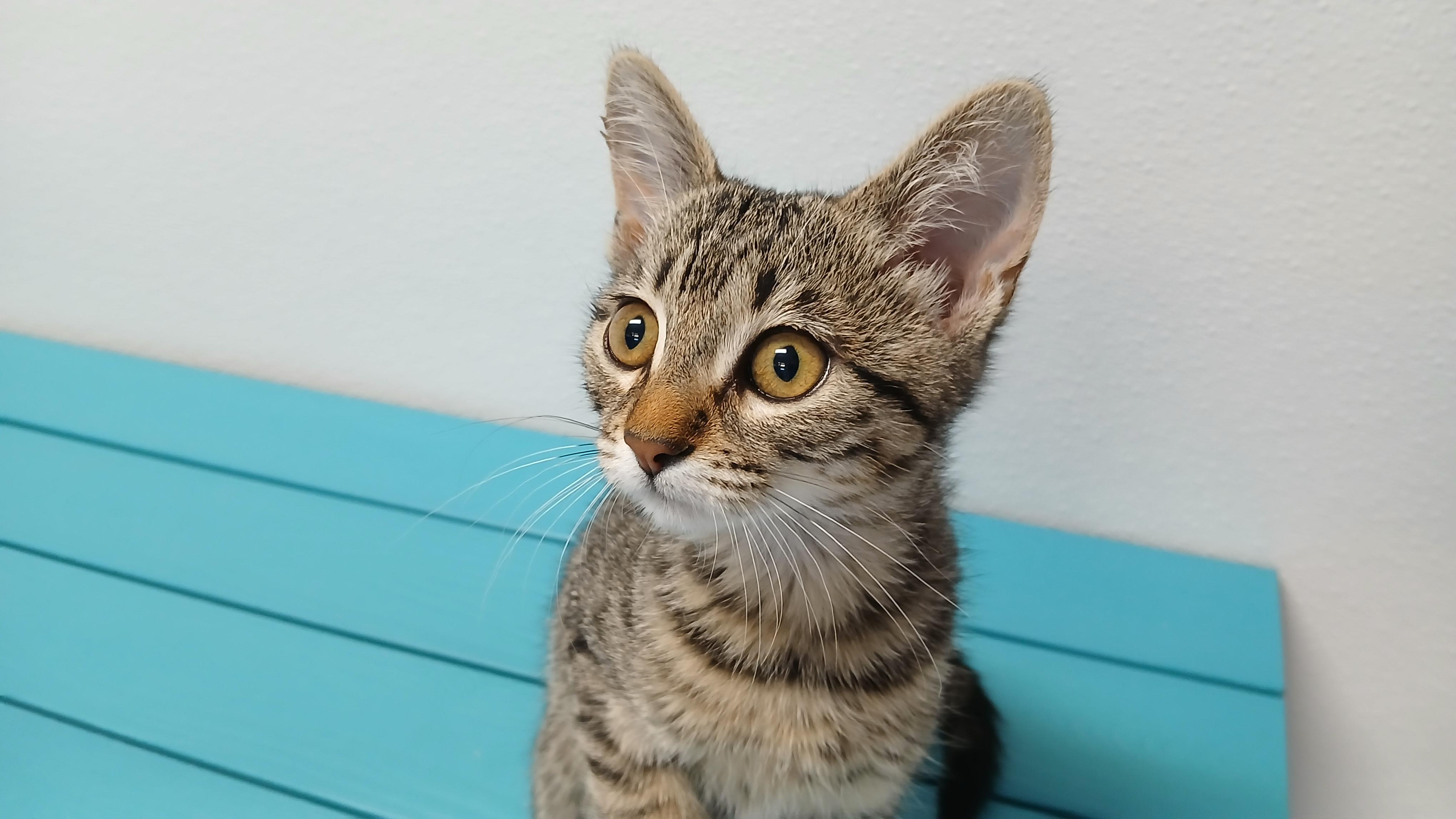 Enlarge Estrella, a Adoptable Domestic Short Hair in Cullowhee, NC image 6/6