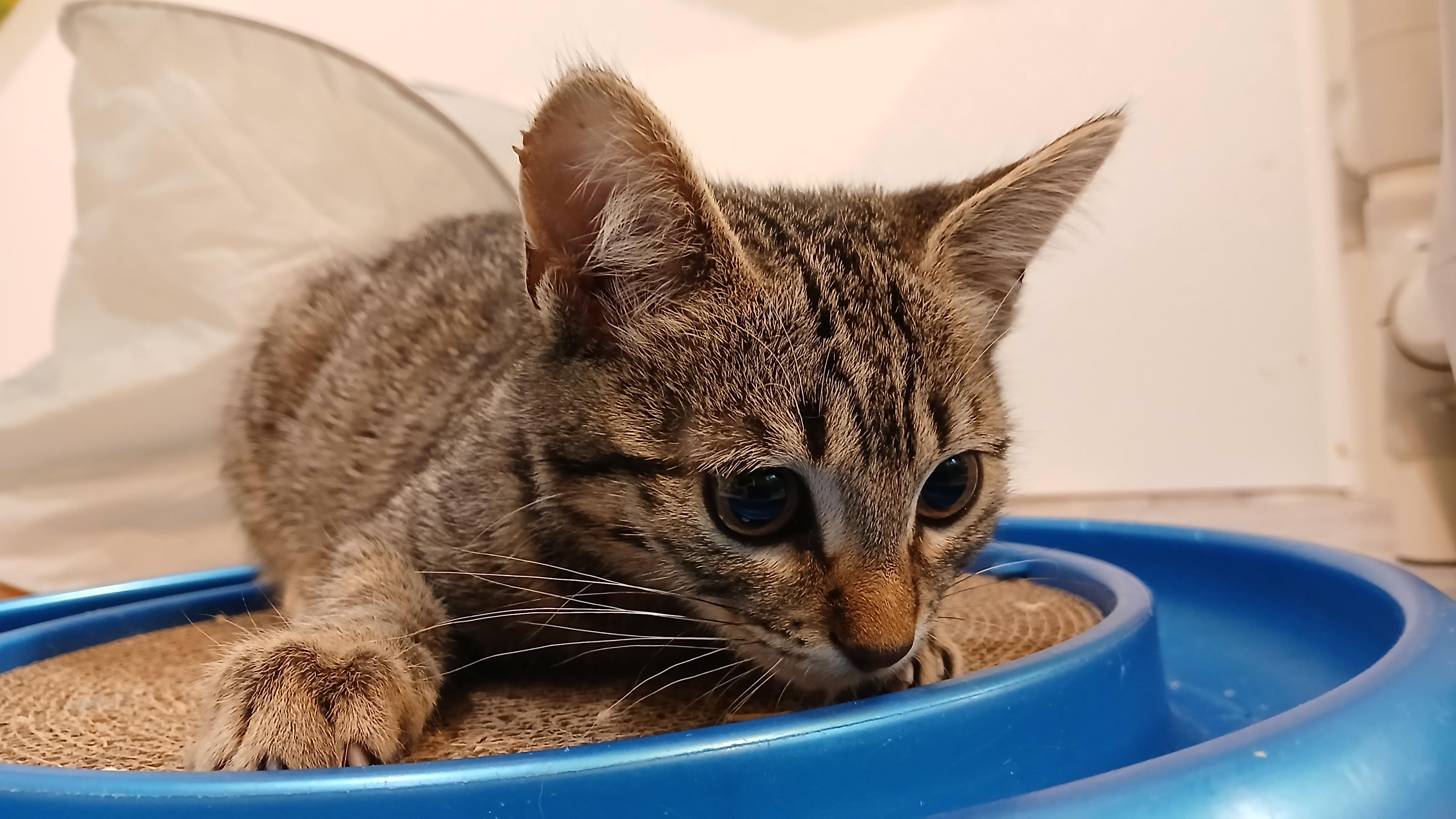 Enlarge Estrella, a Adoptable Domestic Short Hair in Cullowhee, NC image 4/6