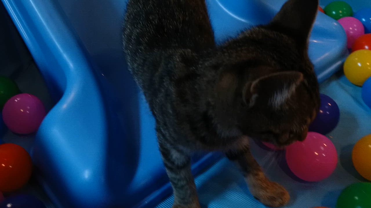 Enlarge Estrella, a Adoptable Domestic Short Hair in Cullowhee, NC video 2/6