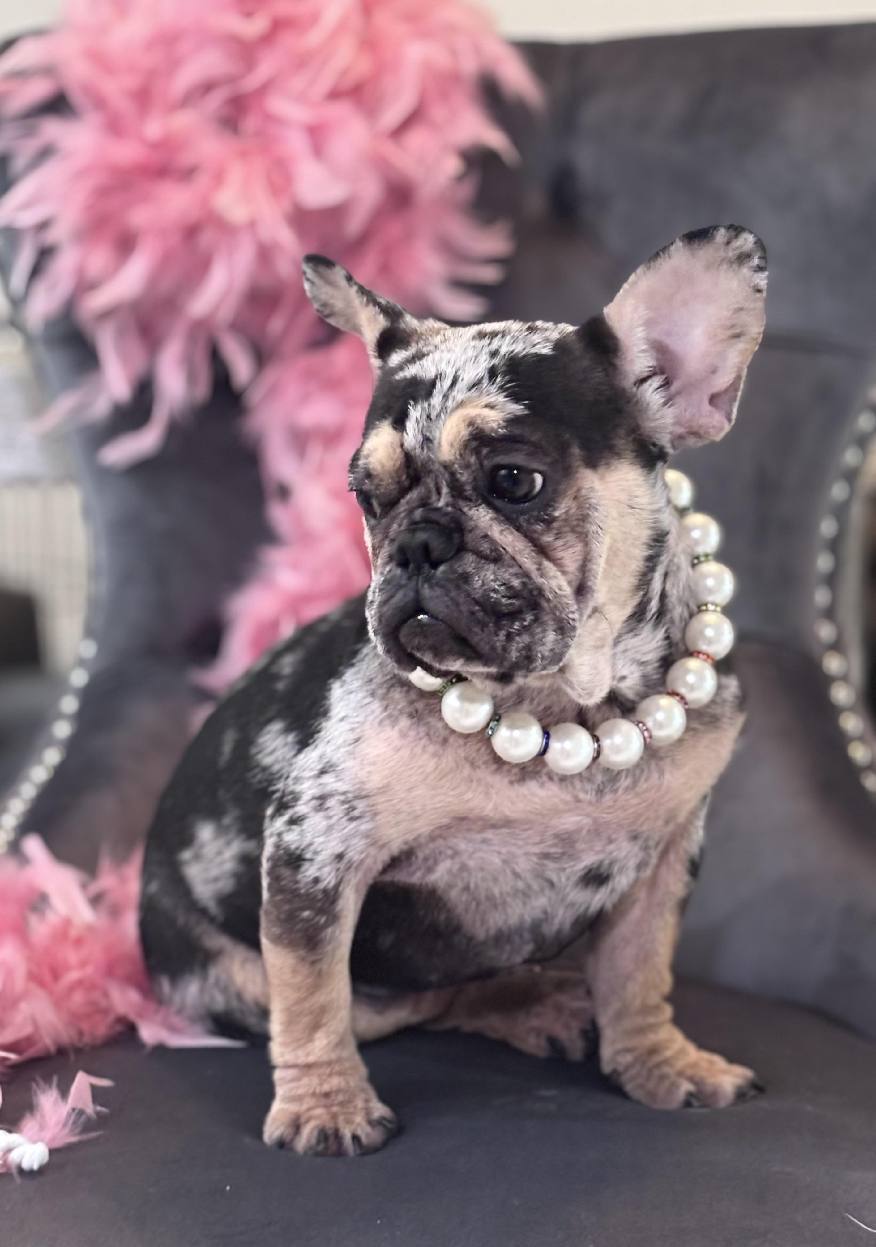Enlarge Aya, a Adopted French Bulldog in Bradenton , FL image 5/5