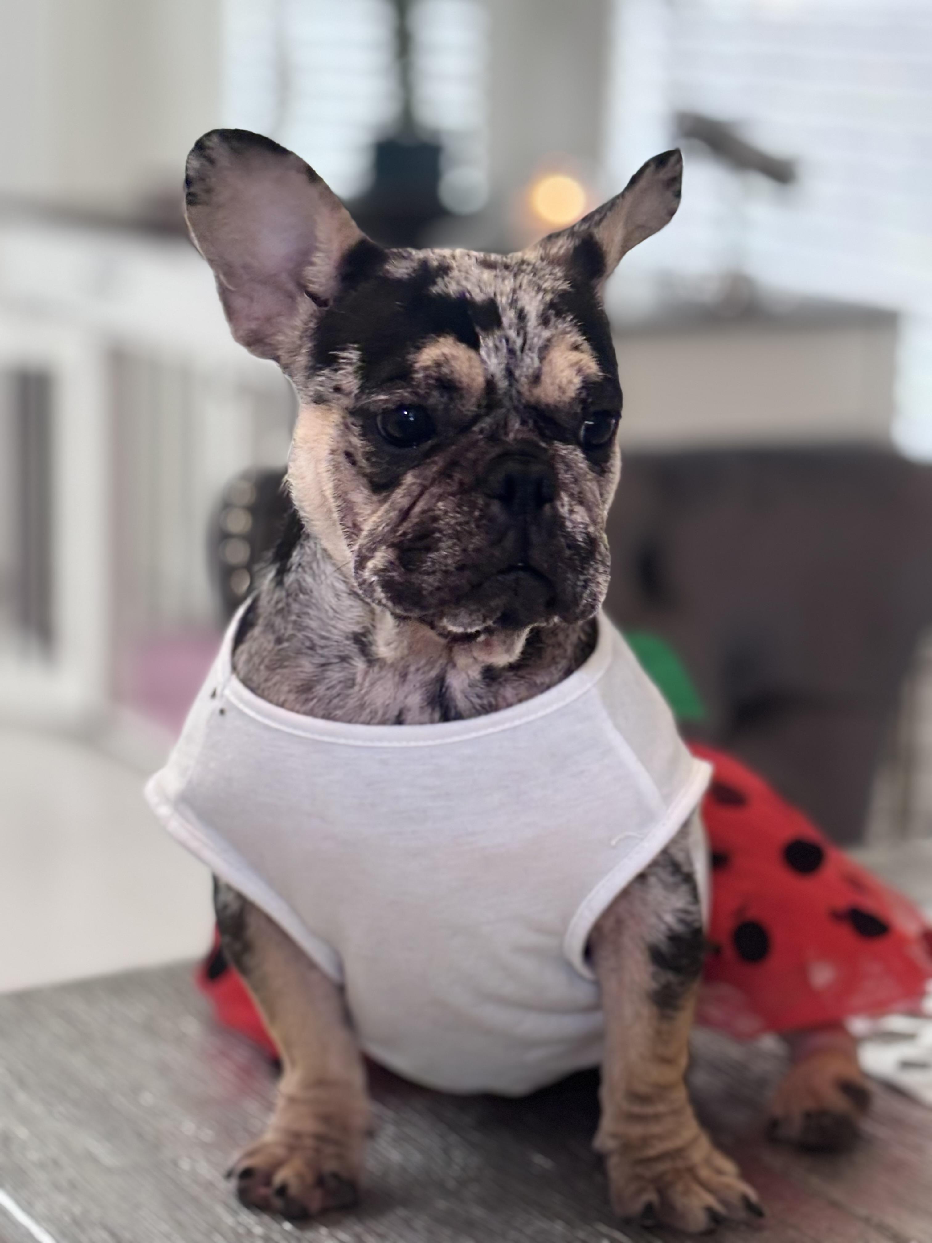Enlarge Aya, a Adopted French Bulldog in Bradenton , FL image 2/5