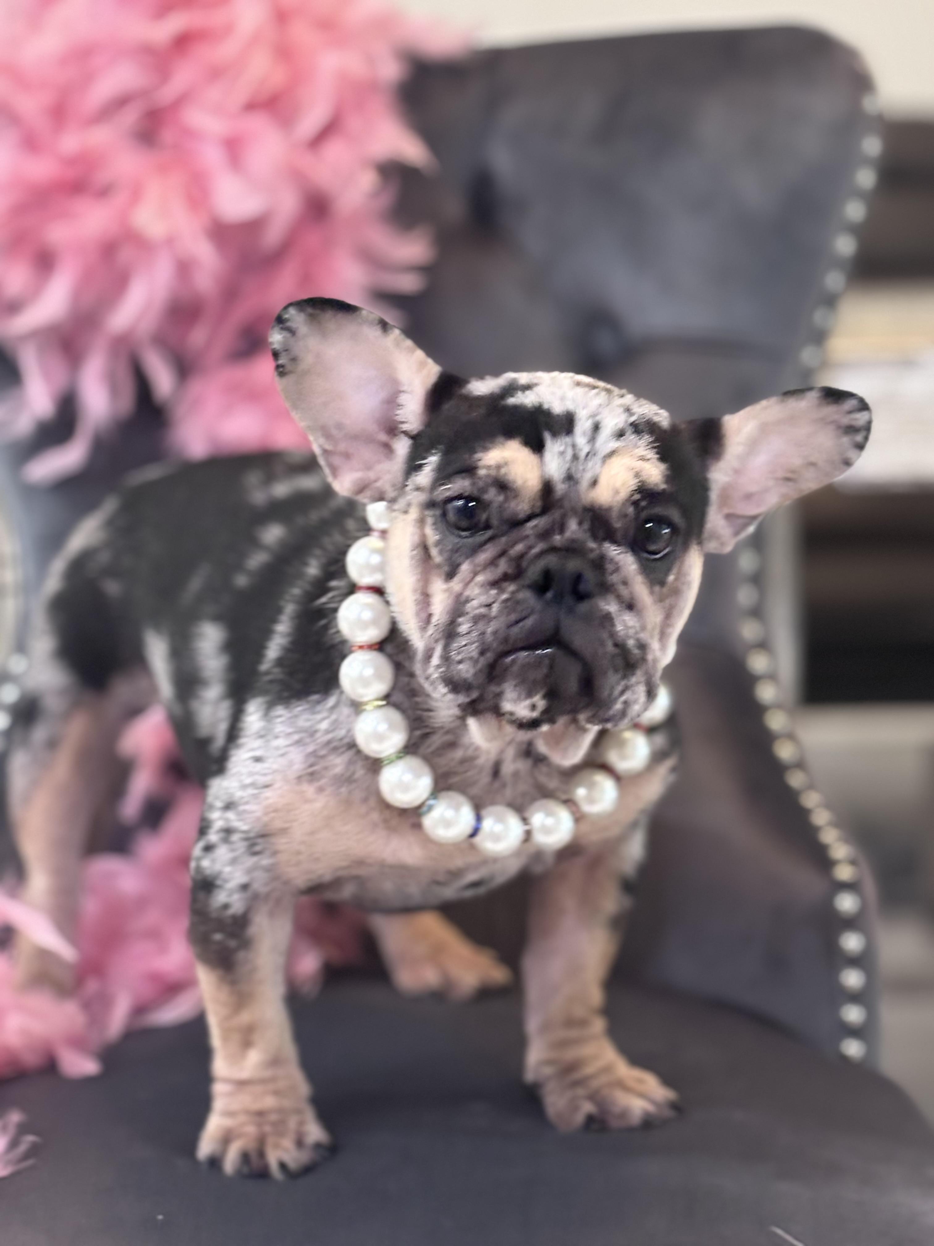 Enlarge Aya, a Adopted French Bulldog in Bradenton , FL image 3/5