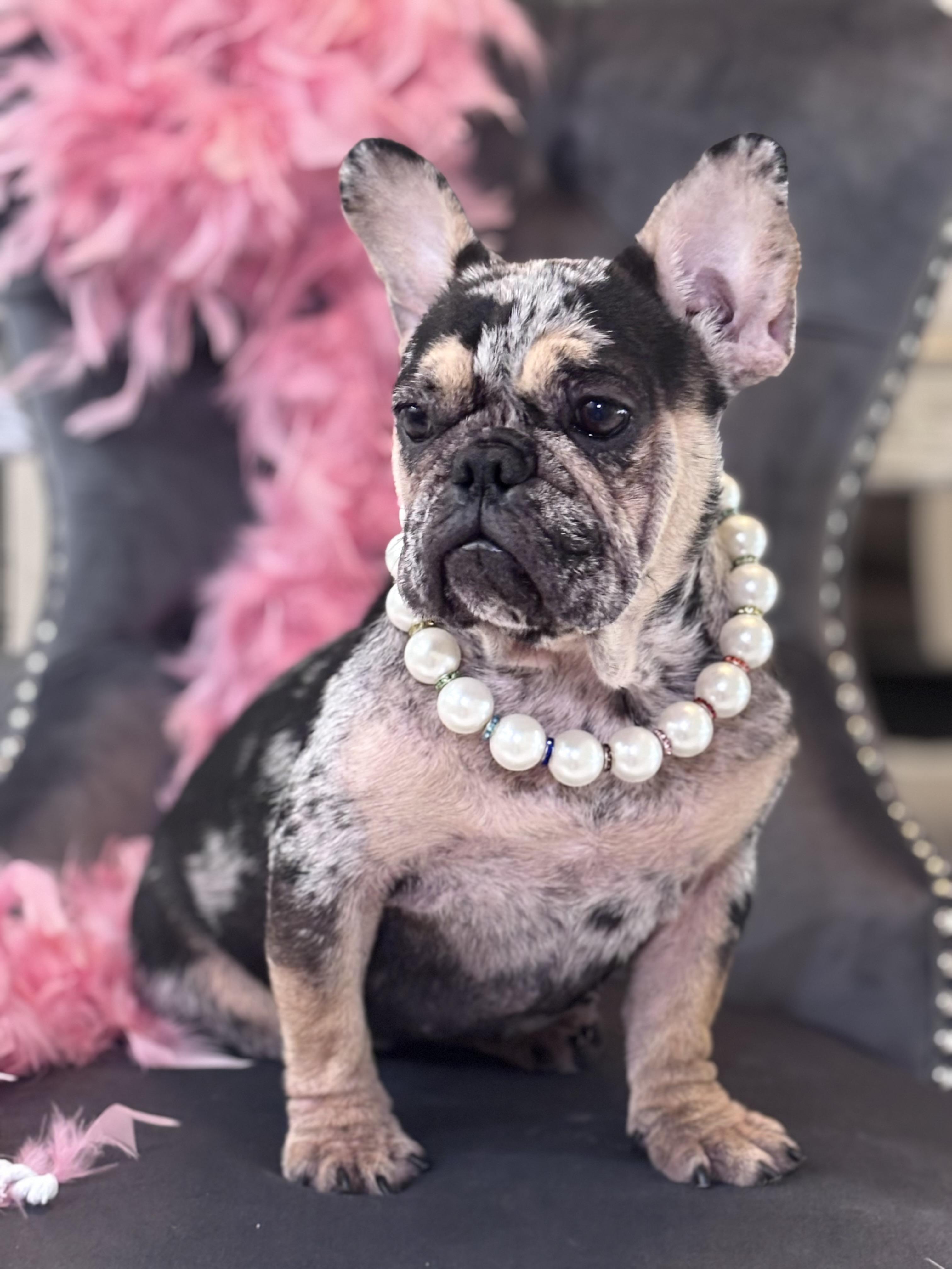 Aya, Adopted, Young Female French Bulldog.