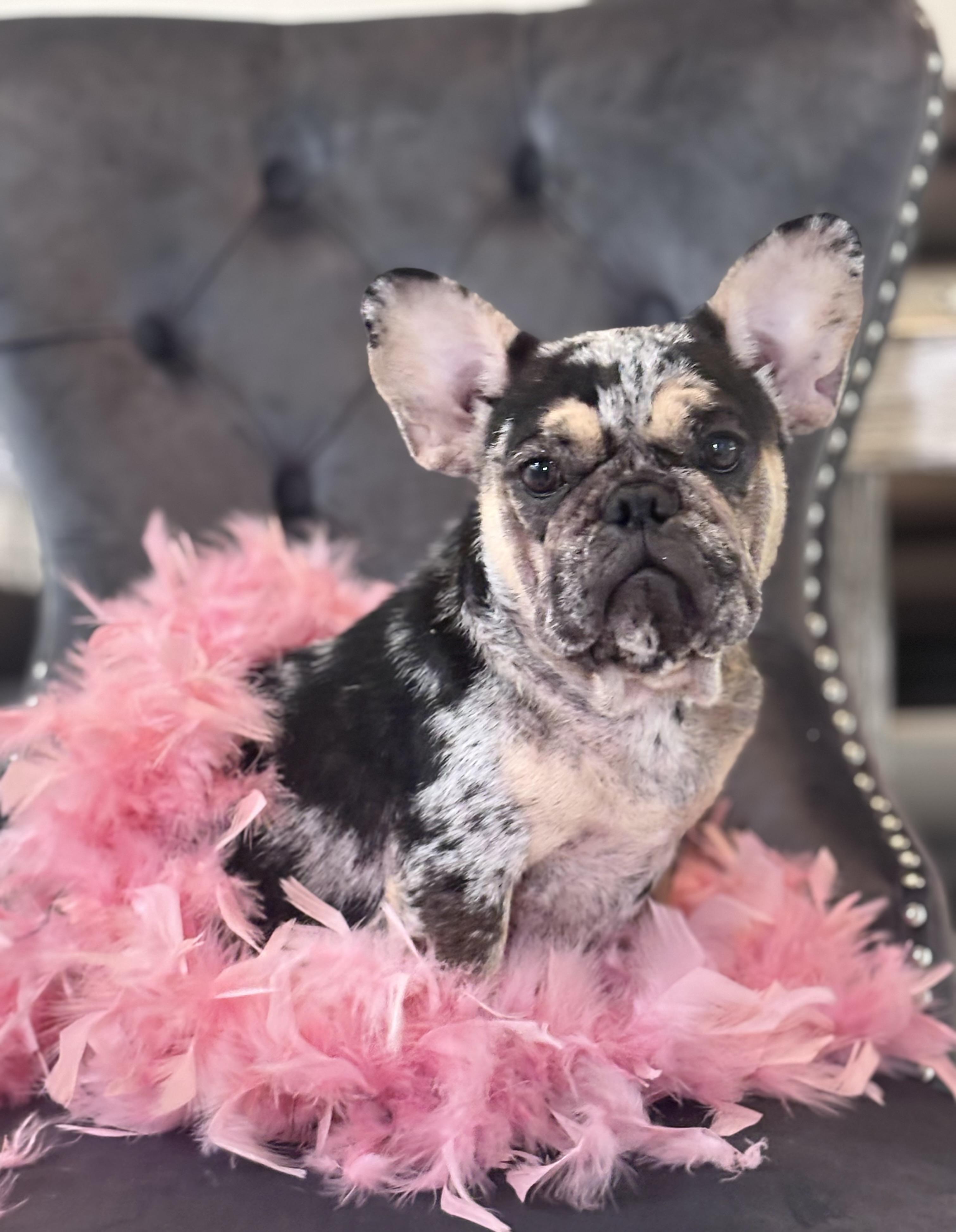 Enlarge Aya, a Adopted French Bulldog in Bradenton , FL image 4/5