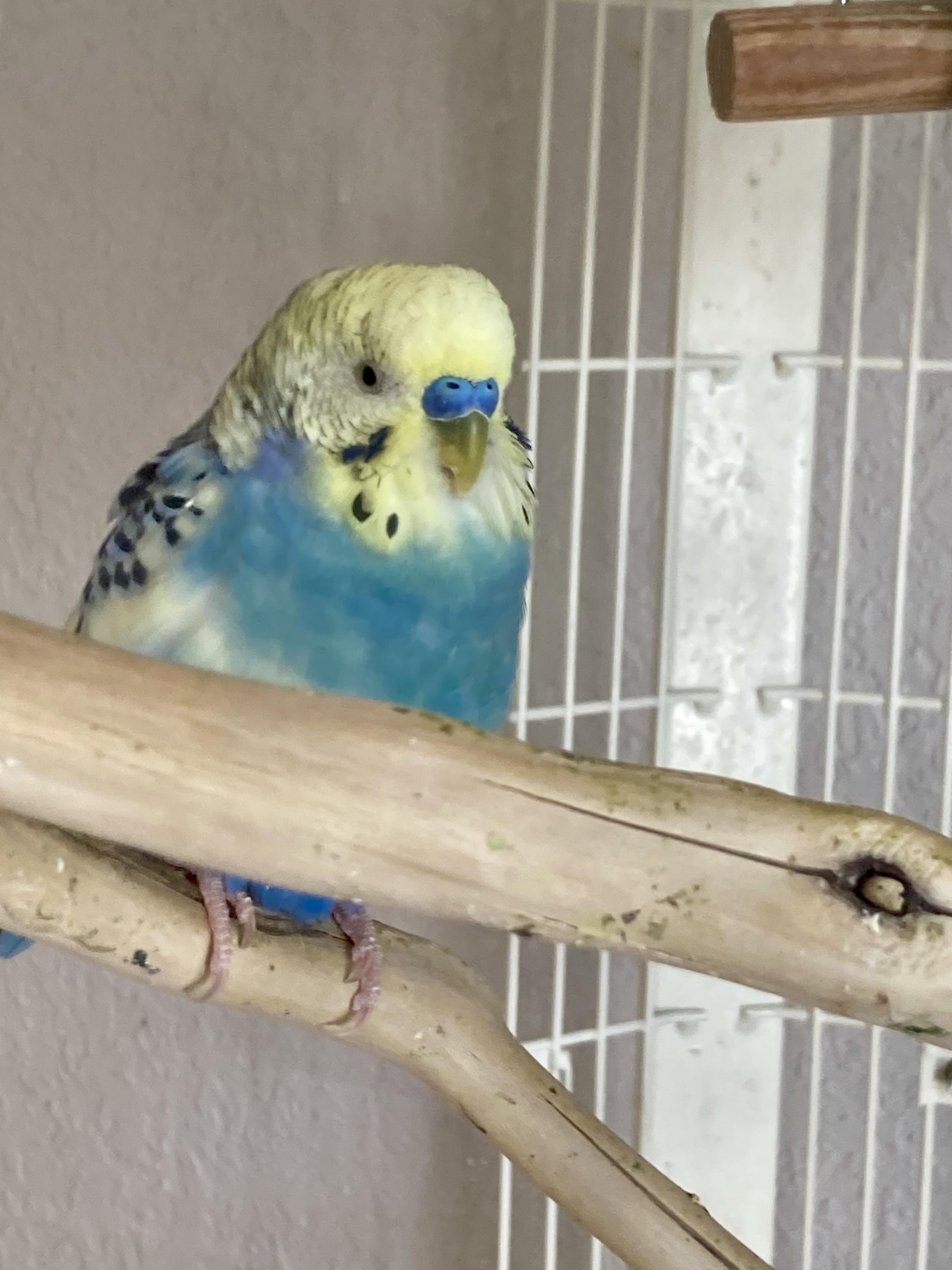 Enlarge Keet Crew, a ADOPTABLE Parakeet (Other) in East Hartland, CT image 4/4