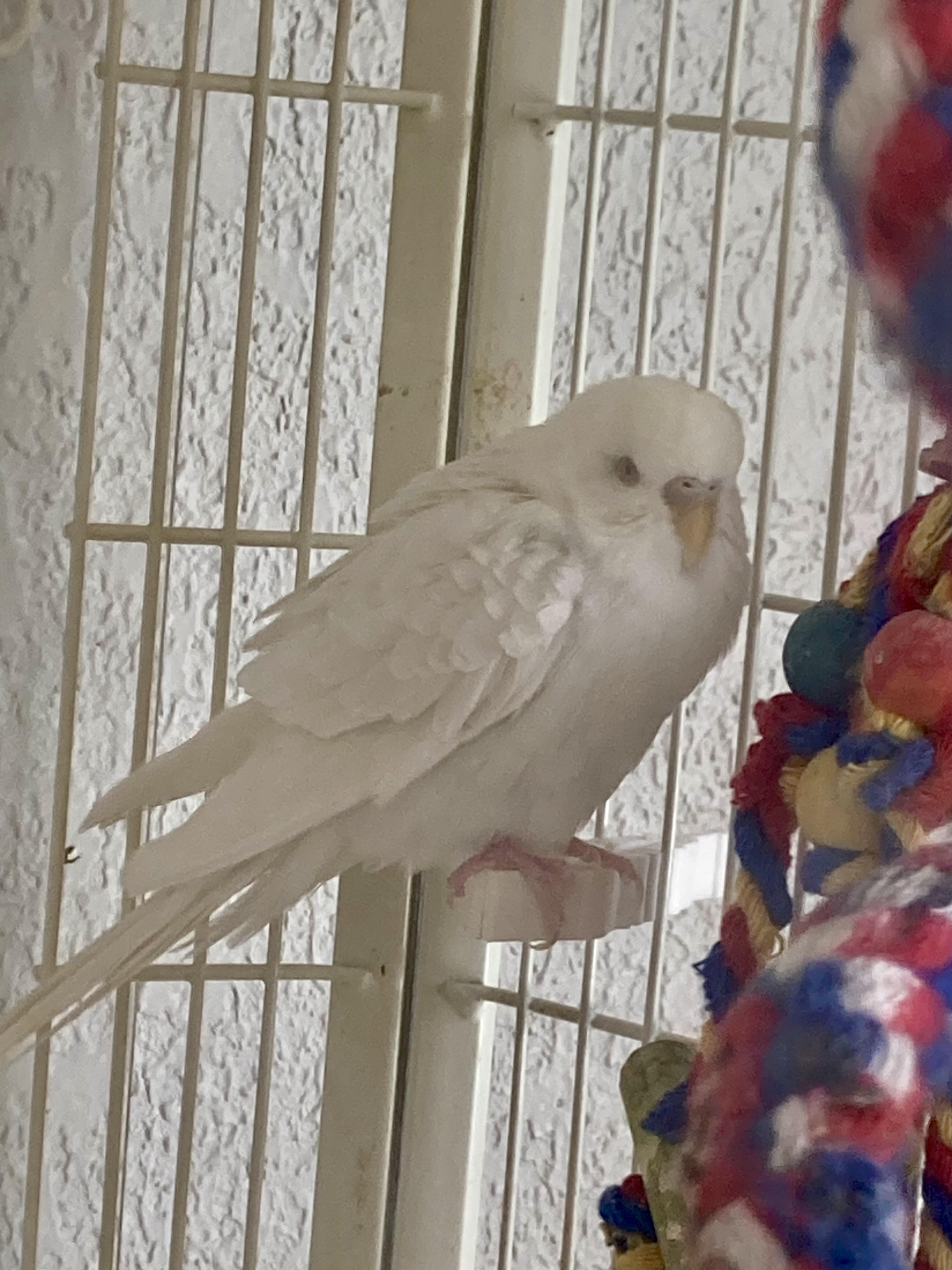Enlarge Keet Crew, a ADOPTABLE Parakeet (Other) in East Hartland, CT image 2/4