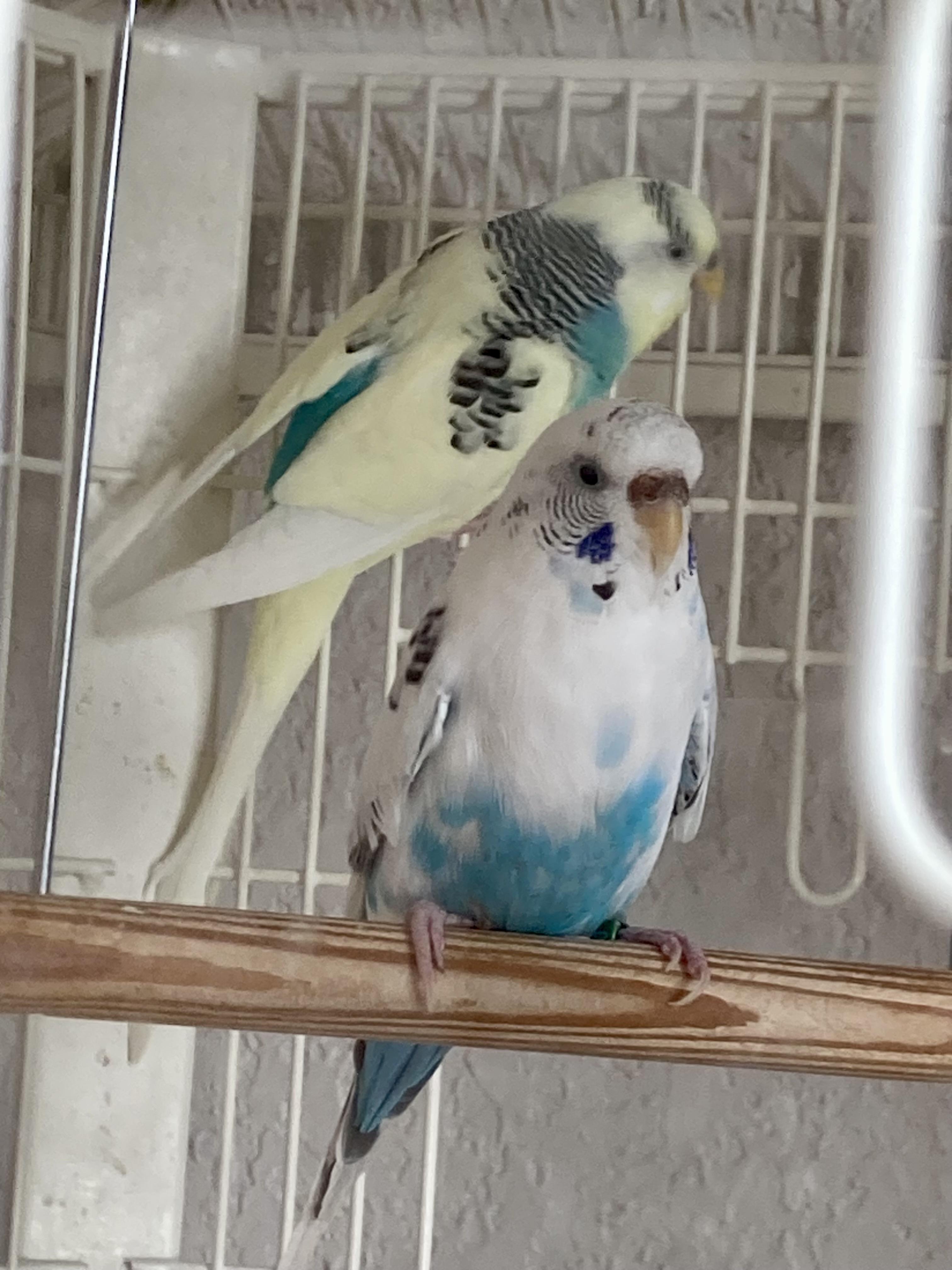 Enlarge Keet Crew, a ADOPTABLE Parakeet (Other) in East Hartland, CT image 1/4