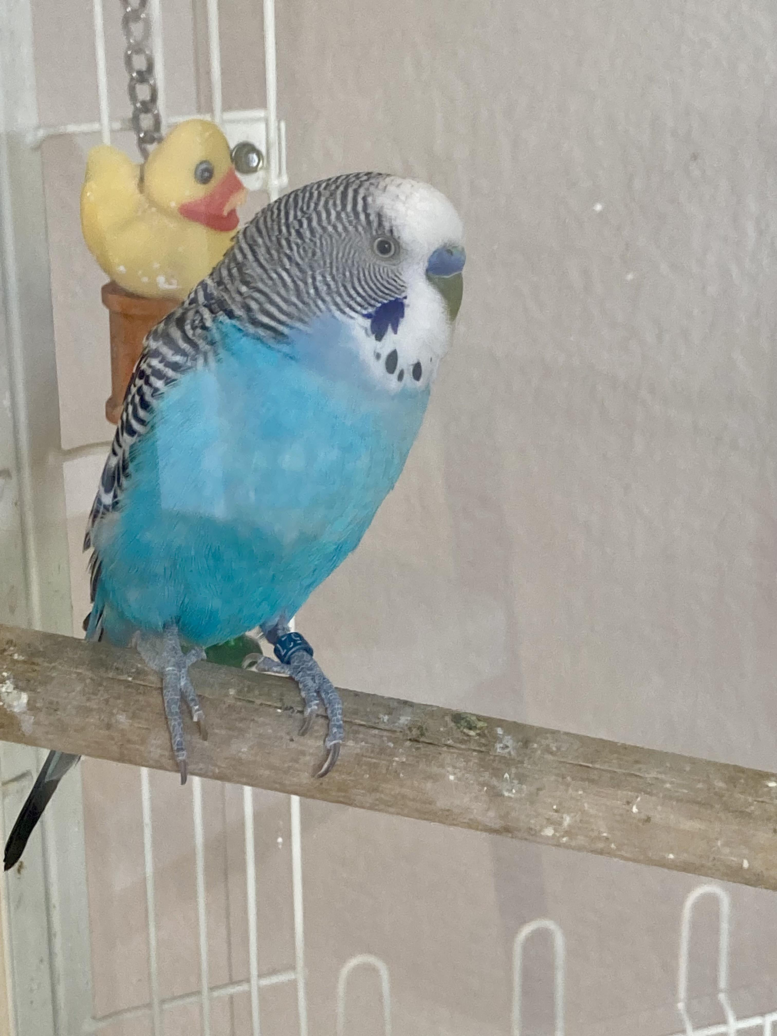 Enlarge Keet Crew, a ADOPTABLE Parakeet (Other) in East Hartland, CT image 3/4