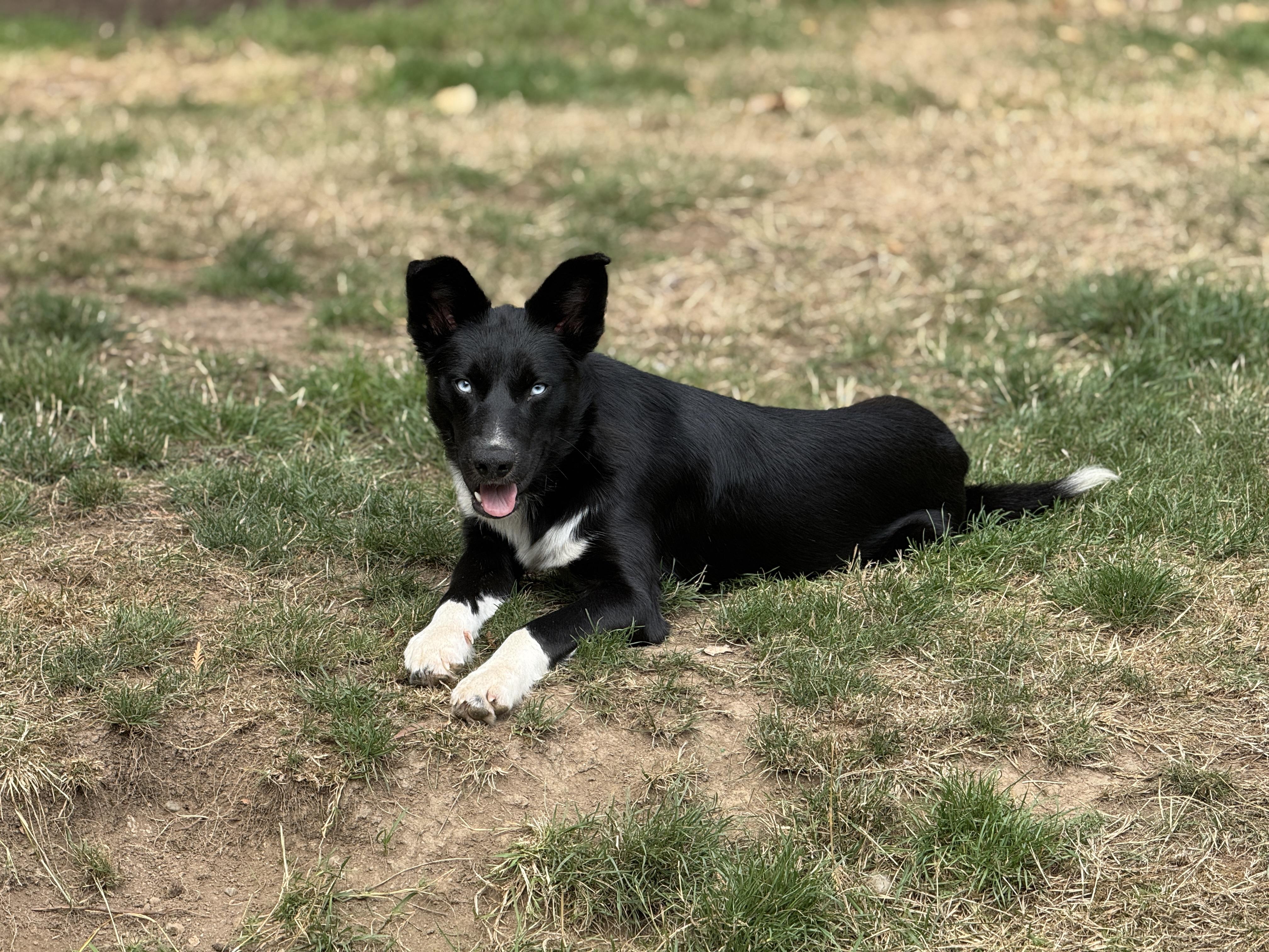 Enlarge Louie, a Adoptable mixed breed in Ferndale, WA image 4/5
