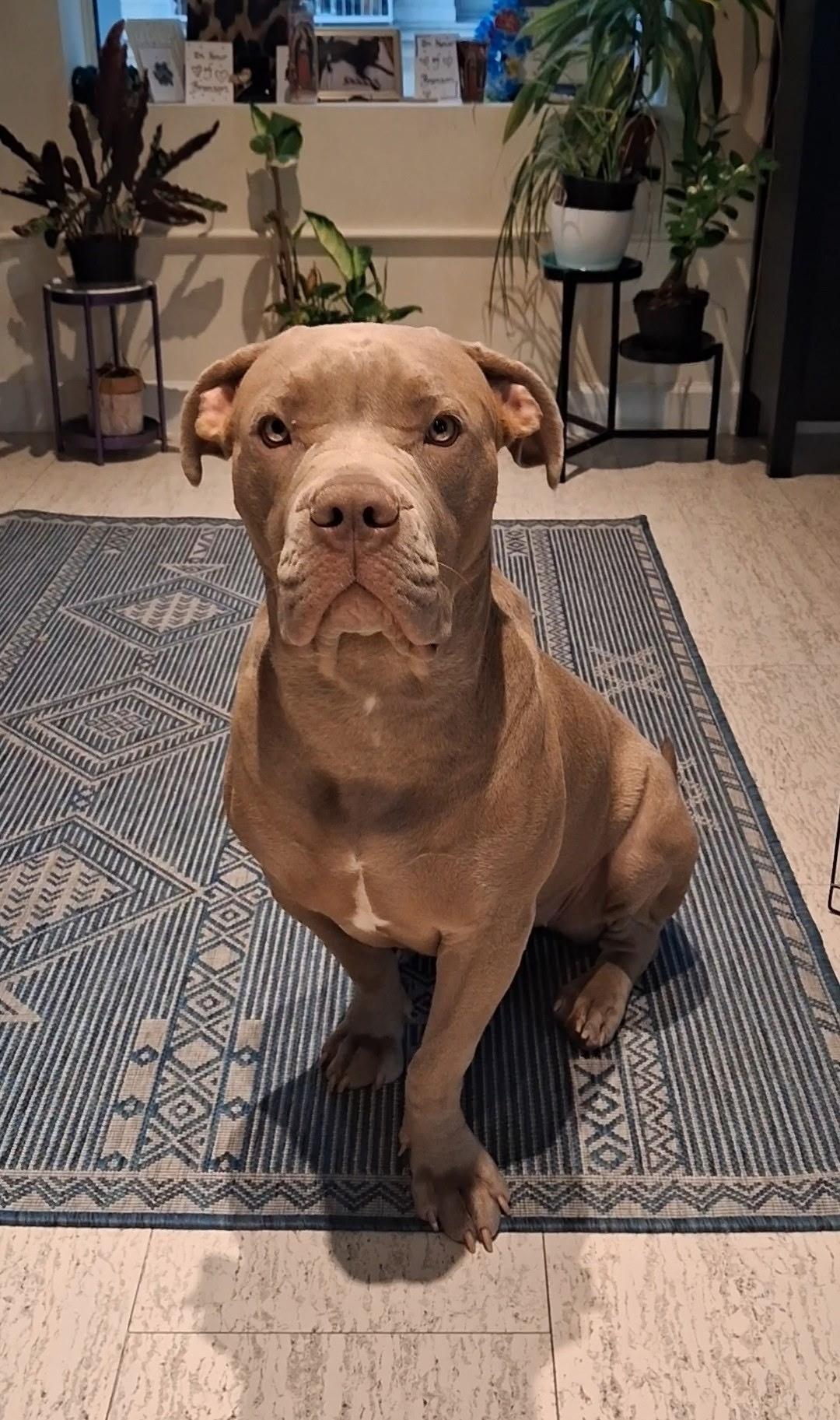 Lola, ADOPTABLE, Young Female American Bully & Mixed Breed.