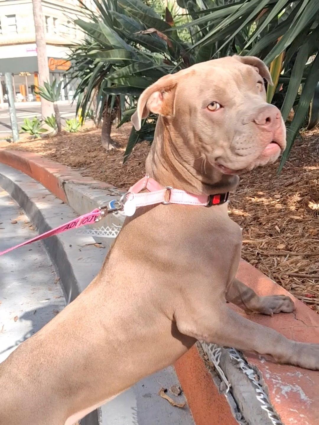 Lola, a ADOPTABLE mixed breed in West Hollywood, CA image 3/3