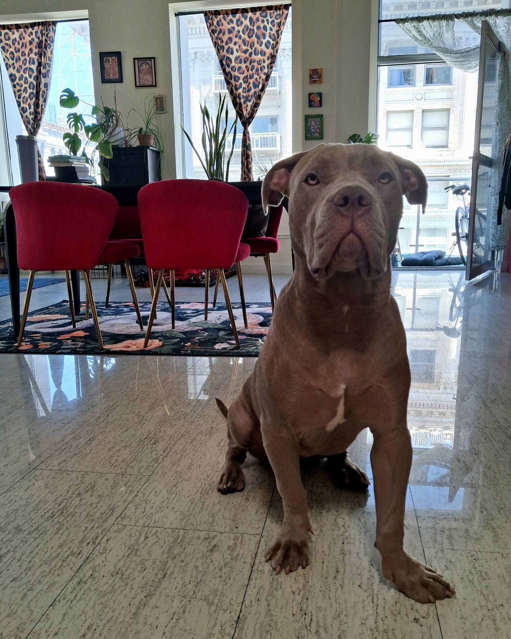 Enlarge Lola, a Adoptable mixed breed in West Hollywood, CA image 6/6