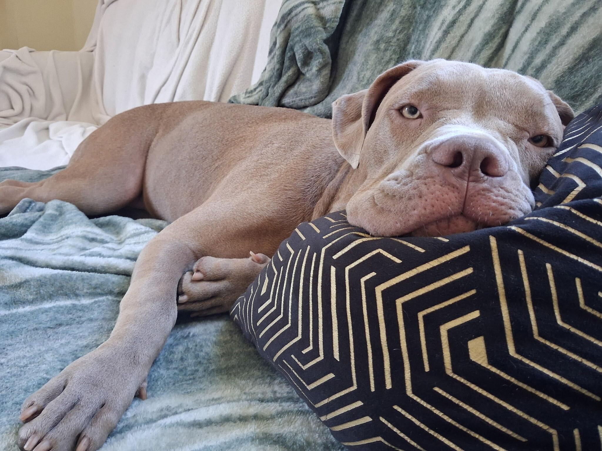 Lola, Adoptable, Young Female American Bully & Mixed Breed.