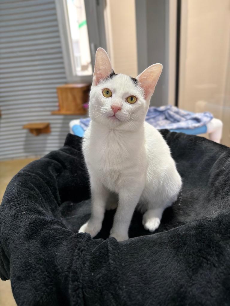 Siren, Adoptable, Kitten Female Domestic Short Hair.