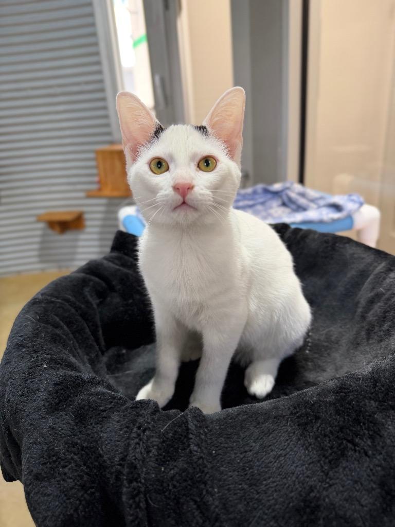 Siren, a Adoptable mixed breed in Pierceton, IN image 2/6