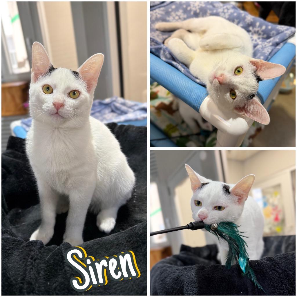 Siren, a Adoptable mixed breed in Pierceton, IN image 3/6
