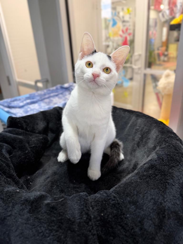 Siren, a Adoptable mixed breed in Pierceton, IN image 4/6