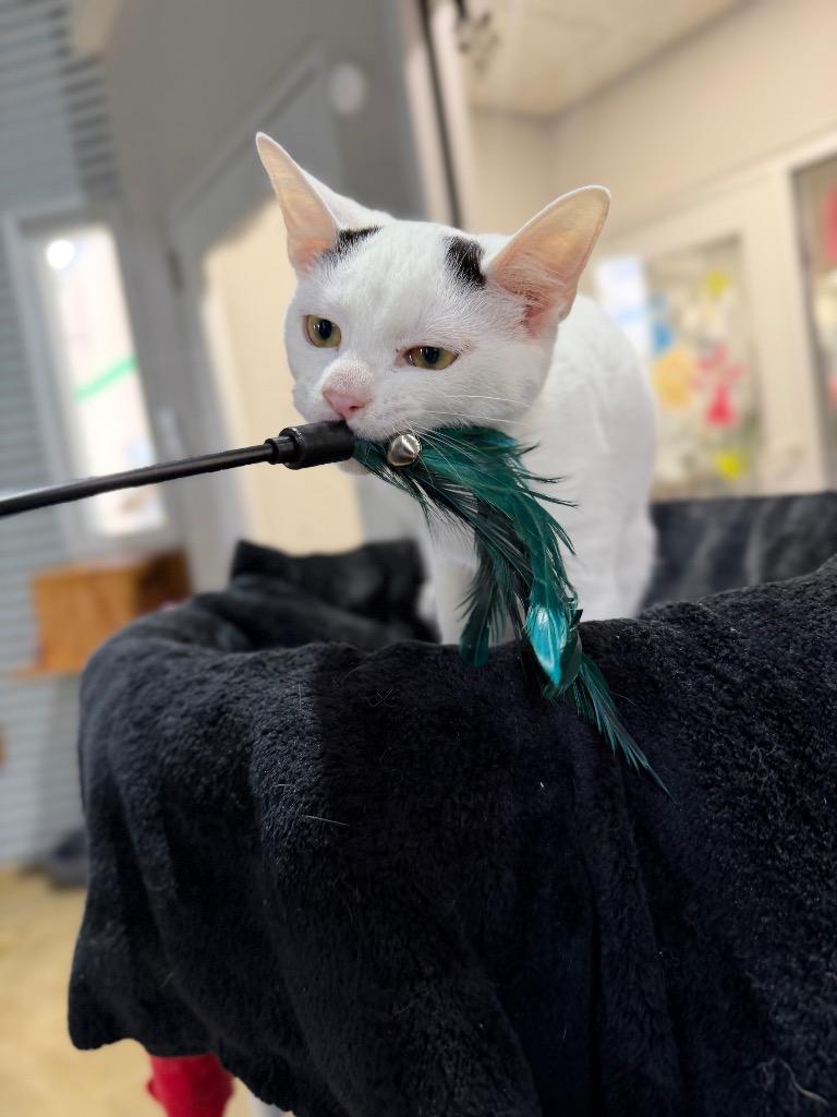 Siren, a Adoptable mixed breed in Pierceton, IN image 6/6
