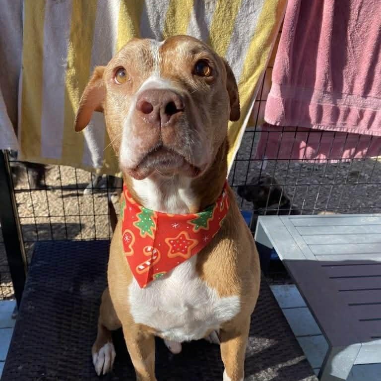 Enlarge Navajo (Nav) , a Adoptable mixed breed in Cranston , RI image 4/6