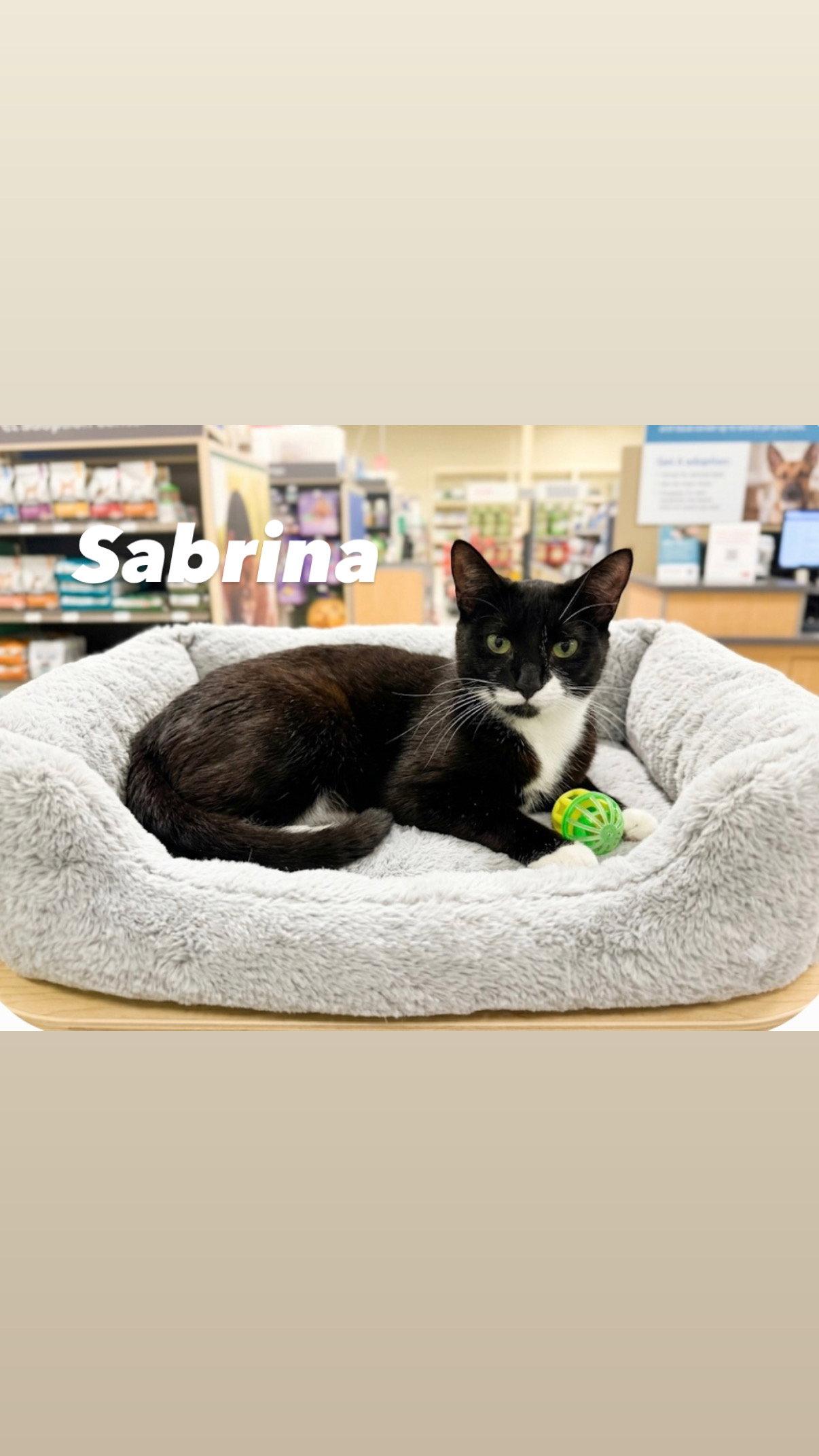 Sabrina, Adoptable, Young Female American Shorthair.