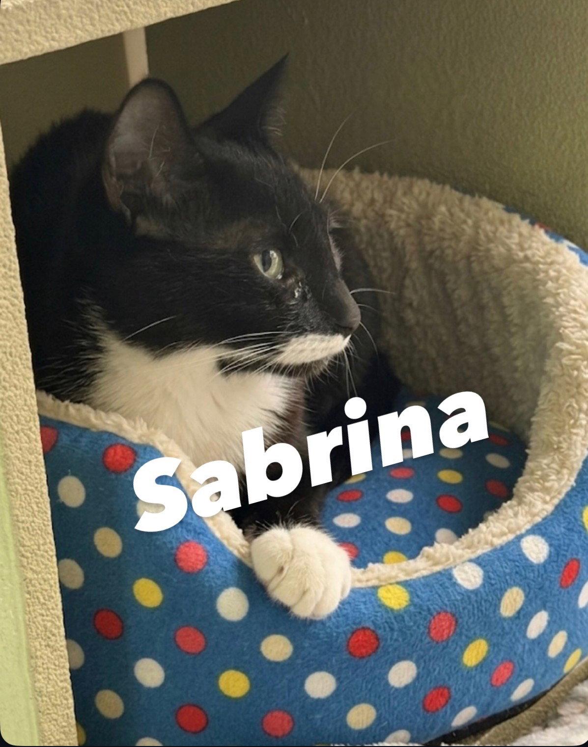 Enlarge Sabrina, a Adoptable American Shorthair in Chandler, AZ image 2/3