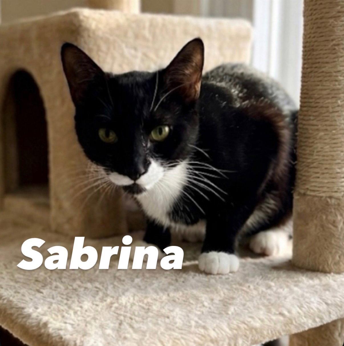 Enlarge Sabrina, a Adoptable American Shorthair in Chandler, AZ image 3/3
