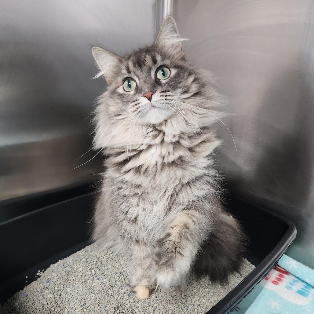 Mildred, Adoptable, Adult Female Domestic Long Hair.