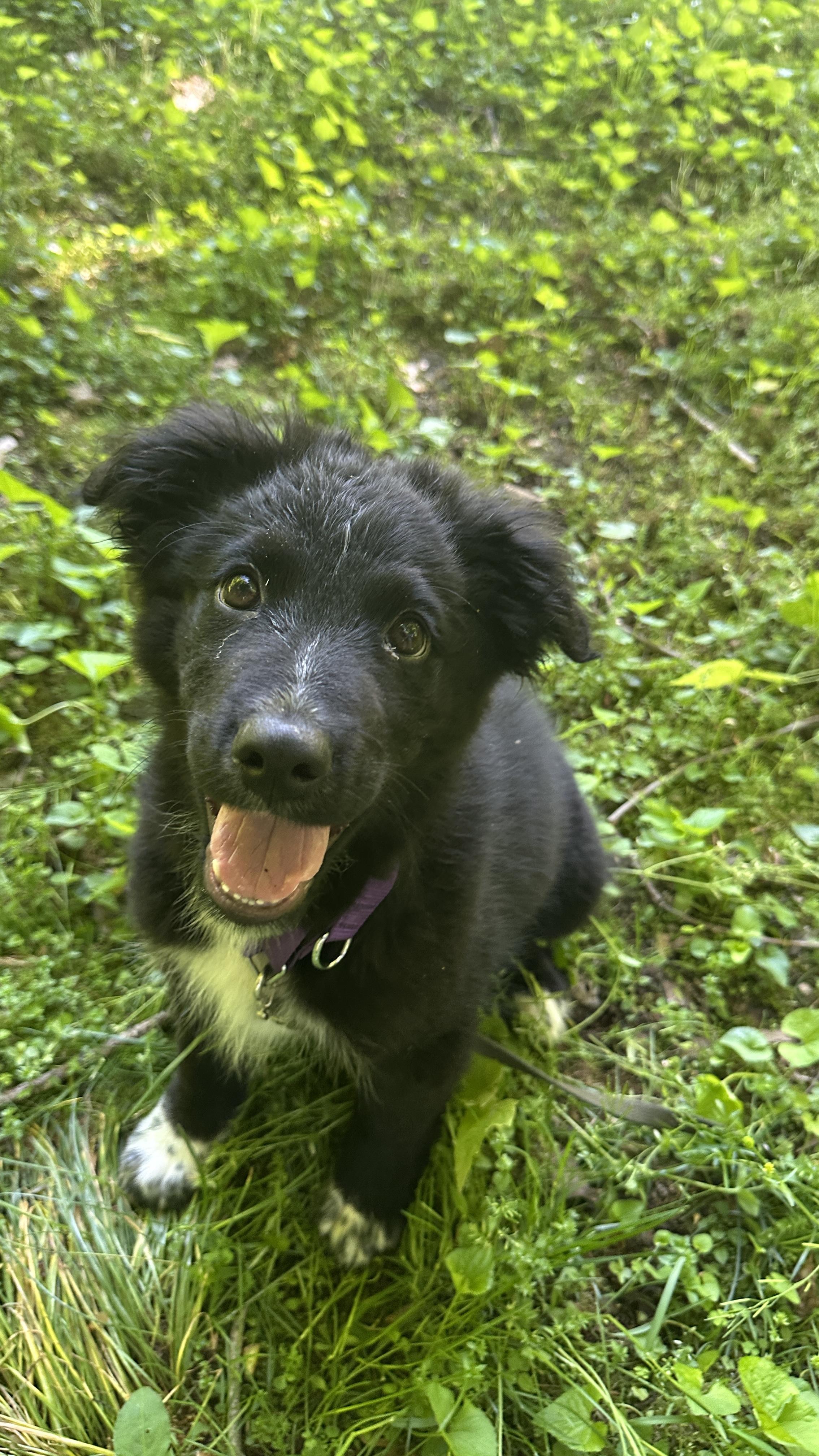 Enlarge Hudson, a ADOPTABLE mixed breed in Avon, CT image 6/6